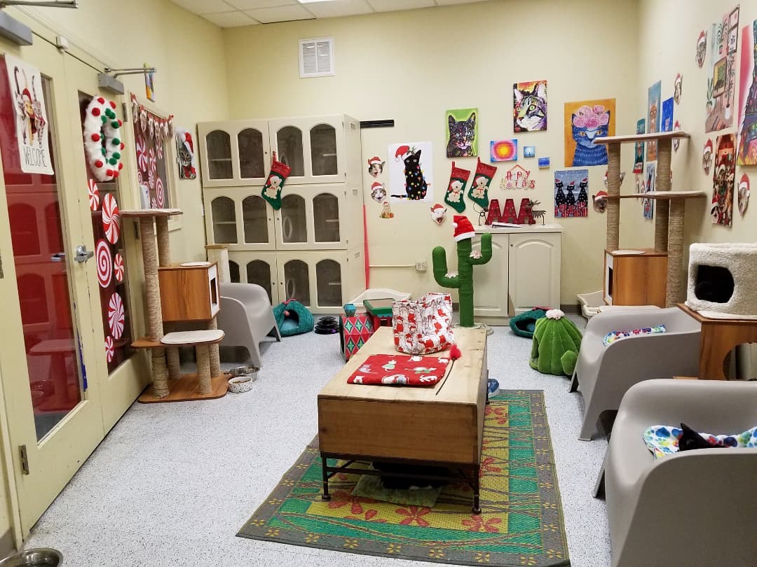 🎅🐈 Our PETCO Cat Lounge is all decorated for the holidays with a little help from our furriends 😹🎄

You're invited to stop by and get into the festive spirit with some absolutely adorable and affectionate cats and kittens 😻

Located inside PETCO Metro 2784 W Peoria Ave in Phoenix. 
Hours: 5:30-7:00pm Monday-Saturday and 5-6:30pm on Sundays. 

<a target='_blank' href='https://www.instagram.com/explore/tags/allaboutanimalsrescueaz/'>#allaboutanimalsrescueaz</a> <a target='_blank' href='https://www.instagram.com/explore/tags/savealife/'>#savealife</a> <a target='_blank' href='https://www.instagram.com/explore/tags/petcocatlounge/'>#petcocatlounge</a> <a target='_blank' href='https://www.instagram.com/explore/tags/adoptdontshop/'>#adoptdontshop</a> <a target='_blank' href='https://www.instagram.com/explore/tags/rescuedismyfavoritebreed/'>#rescuedismyfavoritebreed</a> <a target='_blank' href='https://www.instagram.com/explore/tags/rescuefosteradopt/'>#rescuefosteradopt</a> <a target='_blank' href='https://www.instagram.com/explore/tags/fosteringsaveslives/'>#fosteringsaveslives</a> <a target='_blank' href='https://www.instagram.com/explore/tags/thinkadoptionfirst/'>#thinkadoptionfirst</a> <a target='_blank' href='https://www.instagram.com/explore/tags/lovechangeseverything/'>#lovechangeseverything</a> <a target='_blank' href='https://www.instagram.com/explore/tags/allyouneedislove/'>#allyouneedislove</a> <a target='_blank' href='https://www.instagram.com/explore/tags/mynewbestfriend/'>#mynewbestfriend</a> <a target='_blank' href='https://www.instagram.com/explore/tags/kittylove/'>#kittylove</a> <a target='_blank' href='https://www.instagram.com/explore/tags/christmas/'>#christmas</a>  <a target='_blank' href='https://www.instagram.com/explore/tags/homefortheholidays/'>#homefortheholidays</a> <a target='_blank' href='https://www.instagram.com/explore/tags/snugglebuddy/'>#snugglebuddy</a> <a target='_blank' href='https://www.instagram.com/explore/tags/rescuecatsrock/'>#rescuecatsrock</a> <a target='_blank' href='https://www.instagram.com/explore/tags/gato/'>#gato</a> <a target='_blank' href='https://www.instagram.com/explore/tags/catadoptionphoenix/'>#catadoptionphoenix</a> <a target='_blank' href='https://www.instagram.com/explore/tags/adoptacat/'>#adoptacat</a> <a target='_blank' href='https://www.instagram.com/explore/tags/adoptakitten/'>#adoptakitten</a> <a target='_blank' href='https://www.instagram.com/explore/tags/openyourhearttoarescuecat/'>#openyourhearttoarescuecat</a> <a target='_blank' href='https://www.instagram.com/explore/tags/felinetherapy/'>#felinetherapy</a> <a target='_blank' href='https://www.instagram.com/explore/tags/felineshenanigans/'>#felineshenanigans</a> <a target='_blank' href='https://www.instagram.com/explore/tags/felinefun/'>#felinefun</a> <a target='_blank' href='https://www.instagram.com/explore/tags/playfulkitten/'>#playfulkitten</a> <a target='_blank' href='https://www.instagram.com/explore/tags/cuddlebuddy/'>#cuddlebuddy</a> <a target='_blank' href='https://www.instagram.com/explore/tags/purrbaby/'>#purrbaby</a> <a target='_blank' href='https://www.instagram.com/explore/tags/purrfection/'>#purrfection</a> <a target='_blank' href='https://www.instagram.com/explore/tags/catloaf/'>#catloaf</a> <a target='_blank' href='https://www.instagram.com/explore/tags/blackcatsaregoodluck/'>#blackcatsaregoodluck</a>