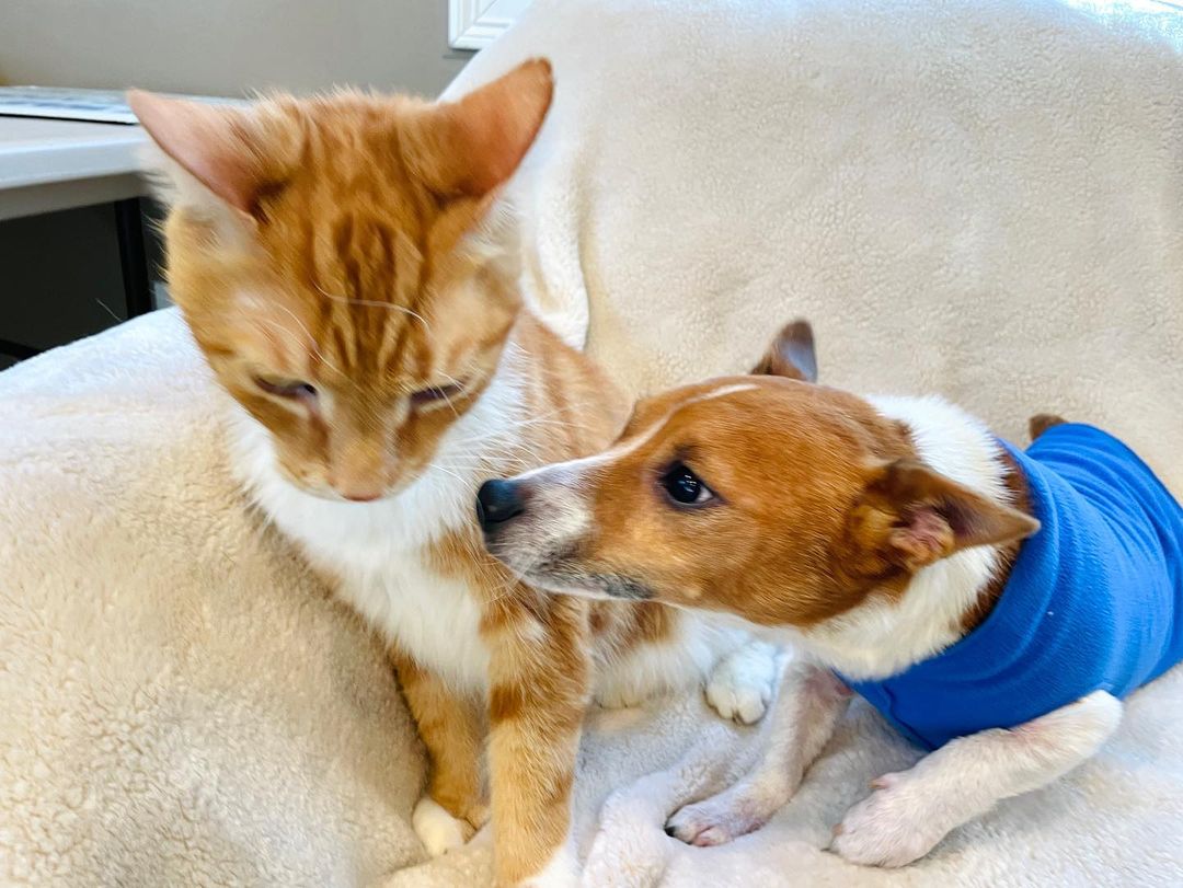 What do you see when you look at these pics? A cat that is a bigger than the dog? Coordinating ginger fur colors? Both are true but this is actually a very unusual occurrence at ARRI - Royal (cat) and Finn (dog) arrived on our Bark & Ride transport from the South, having come from the same home…

For five days they were apart in isolation and then they were reunited in our community room, and were pretty blasé about the whole process! Our wish was to have them adopted into the same home so they could stay together and that wish has been granted! We’ll certainly be thinking of these two sweeties as we give thanks tomorrow! 

🥧 🍂🧡🐈🐕

Don’t miss the video clip at the end - too cute!

<a target='_blank' href='https://www.instagram.com/explore/tags/catanddogfriends/'>#catanddogfriends</a> <a target='_blank' href='https://www.instagram.com/explore/tags/catanddog/'>#catanddog</a> <a target='_blank' href='https://www.instagram.com/explore/tags/catanddogbesties/'>#catanddogbesties</a> <a target='_blank' href='https://www.instagram.com/explore/tags/littledogbigcat/'>#littledogbigcat</a> <a target='_blank' href='https://www.instagram.com/explore/tags/tinyterrier/'>#tinyterrier</a> <a target='_blank' href='https://www.instagram.com/explore/tags/gingercat/'>#gingercat</a> <a target='_blank' href='https://www.instagram.com/explore/tags/givingtuesday/'>#givingtuesday</a> <a target='_blank' href='https://www.instagram.com/explore/tags/rescuepetsofinstagram/'>#rescuepetsofinstagram</a> <a target='_blank' href='https://www.instagram.com/explore/tags/thanksgivingpets/'>#thanksgivingpets</a> <a target='_blank' href='https://www.instagram.com/explore/tags/happythanksgiving/'>#happythanksgiving</a> <a target='_blank' href='https://www.instagram.com/explore/tags/happyending/'>#happyending</a>