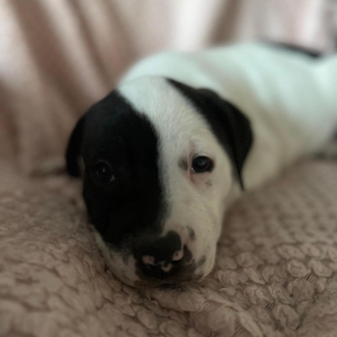 Meet Spud! 

This lovable chonky boi will absolutely melt your heart! He is very sweet and loves to cuddle. Sleeps all night in his crate without making a peep. He is working very hard on his potty training and is getting the hang of it. He would do great with another puppy or dog in the home as he’s still just a baby. Spud may just be the one you’ve been waiting for!

Spud is just 8 weeks old and a lab mix ready for happy ever after.

Apply to adopt Spud at savinghoperescue.org/adopt