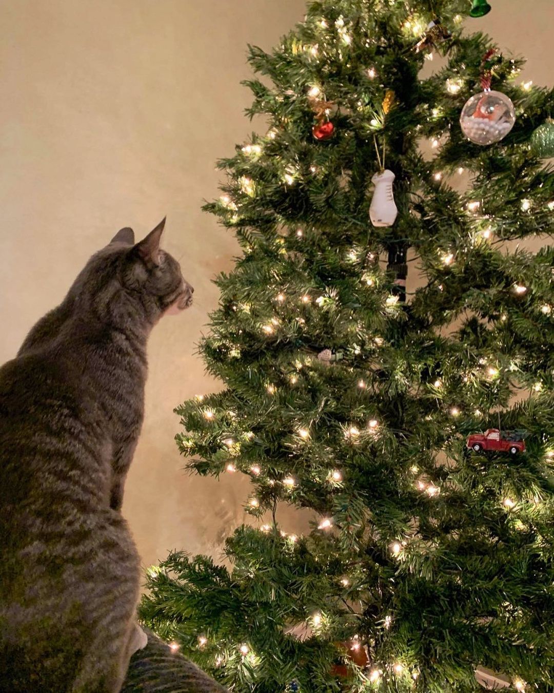 Mica & Kaolin have one wish this holiday season: a forever home! These handsome boys are spending another holiday season in their foster home & we’d like to change that! 🎄
They are fully-vetted, microchipped, litter box trained, and neutered. 

Apply online today using the link to our website in our profile to adopt!
.
.
.

<a target='_blank' href='https://www.instagram.com/explore/tags/fwabandoned/'>#fwabandoned</a> <a target='_blank' href='https://www.instagram.com/explore/tags/adoptdontshop/'>#adoptdontshop</a> <a target='_blank' href='https://www.instagram.com/explore/tags/ADOPT/'>#ADOPT</a> #🐾 <a target='_blank' href='https://www.instagram.com/explore/tags/adoptme/'>#adoptme</a> <a target='_blank' href='https://www.instagram.com/explore/tags/dallas/'>#dallas</a> <a target='_blank' href='https://www.instagram.com/explore/tags/fortworth/'>#fortworth</a> <a target='_blank' href='https://www.instagram.com/explore/tags/texas/'>#texas</a> <a target='_blank' href='https://www.instagram.com/explore/tags/texascat/'>#texascat</a> <a target='_blank' href='https://www.instagram.com/explore/tags/rescue/'>#rescue</a> <a target='_blank' href='https://www.instagram.com/explore/tags/rescuecat/'>#rescuecat</a> <a target='_blank' href='https://www.instagram.com/explore/tags/shelterdog/'>#shelterdog</a> <a target='_blank' href='https://www.instagram.com/explore/tags/catrescue/'>#catrescue</a> <a target='_blank' href='https://www.instagram.com/explore/tags/animalrescue/'>#animalrescue</a> <a target='_blank' href='https://www.instagram.com/explore/tags/catlover/'>#catlover</a> <a target='_blank' href='https://www.instagram.com/explore/tags/cats/'>#cats</a> <a target='_blank' href='https://www.instagram.com/explore/tags/share/'>#share</a> <a target='_blank' href='https://www.instagram.com/explore/tags/repost/'>#repost</a> <a target='_blank' href='https://www.instagram.com/explore/tags/fosteringsaveslives/'>#fosteringsaveslives</a> <a target='_blank' href='https://www.instagram.com/explore/tags/foster/'>#foster</a> <a target='_blank' href='https://www.instagram.com/explore/tags/catsofinstagram/'>#catsofinstagram</a> <a target='_blank' href='https://www.instagram.com/explore/tags/dfw/'>#dfw</a> <a target='_blank' href='https://www.instagram.com/explore/tags/dfwcats/'>#dfwcats</a> <a target='_blank' href='https://www.instagram.com/explore/tags/tabby/'>#tabby</a> <a target='_blank' href='https://www.instagram.com/explore/tags/tabbycat/'>#tabbycat</a> <a target='_blank' href='https://www.instagram.com/explore/tags/christmas/'>#christmas</a> <a target='_blank' href='https://www.instagram.com/explore/tags/christmastree/'>#christmastree</a> <a target='_blank' href='https://www.instagram.com/explore/tags/christmasdecor/'>#christmasdecor</a>