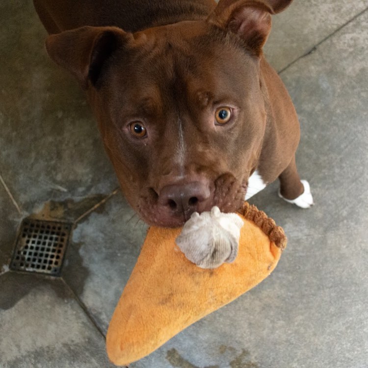 Leftovers anyone?? Jake is willing to share…if you can take it from him 😉

<a target='_blank' href='https://www.instagram.com/explore/tags/thanksgiving/'>#thanksgiving</a>  <a target='_blank' href='https://www.instagram.com/explore/tags/thankful/'>#thankful</a> <a target='_blank' href='https://www.instagram.com/explore/tags/thanksgivingleftovers/'>#thanksgivingleftovers</a> <a target='_blank' href='https://www.instagram.com/explore/tags/leftovers/'>#leftovers</a> <a target='_blank' href='https://www.instagram.com/explore/tags/pumpkinpie/'>#pumpkinpie</a> <a target='_blank' href='https://www.instagram.com/explore/tags/pie/'>#pie</a> <a target='_blank' href='https://www.instagram.com/explore/tags/dog/'>#dog</a> <a target='_blank' href='https://www.instagram.com/explore/tags/dogs/'>#dogs</a> <a target='_blank' href='https://www.instagram.com/explore/tags/dogsofinstagram/'>#dogsofinstagram</a> <a target='_blank' href='https://www.instagram.com/explore/tags/shelterdogs/'>#shelterdogs</a>
<a target='_blank' href='https://www.instagram.com/explore/tags/mendocinocoasthumanesociety/'>#mendocinocoasthumanesociety</a> <a target='_blank' href='https://www.instagram.com/explore/tags/humanesociety/'>#humanesociety</a> <a target='_blank' href='https://www.instagram.com/explore/tags/rescue/'>#rescue</a> <a target='_blank' href='https://www.instagram.com/explore/tags/dogrescue/'>#dogrescue</a> <a target='_blank' href='https://www.instagram.com/explore/tags/rescuedismyfavoritebreed/'>#rescuedismyfavoritebreed</a> <a target='_blank' href='https://www.instagram.com/explore/tags/shelter/'>#shelter</a> <a target='_blank' href='https://www.instagram.com/explore/tags/adoptable/'>#adoptable</a> <a target='_blank' href='https://www.instagram.com/explore/tags/adopt/'>#adopt</a> <a target='_blank' href='https://www.instagram.com/explore/tags/adoptdontshop/'>#adoptdontshop</a> <a target='_blank' href='https://www.instagram.com/explore/tags/adoptme/'>#adoptme</a> <a target='_blank' href='https://www.instagram.com/explore/tags/cute/'>#cute</a> <a target='_blank' href='https://www.instagram.com/explore/tags/adorable/'>#adorable</a> <a target='_blank' href='https://www.instagram.com/explore/tags/mendocino/'>#mendocino</a> <a target='_blank' href='https://www.instagram.com/explore/tags/mendocinocoast/'>#mendocinocoast</a> <a target='_blank' href='https://www.instagram.com/explore/tags/fortbragg/'>#fortbragg</a> <a target='_blank' href='https://www.instagram.com/explore/tags/fortbraggca/'>#fortbraggca</a> <a target='_blank' href='https://www.instagram.com/explore/tags/humanesociety/'>#humanesociety</a> <a target='_blank' href='https://www.instagram.com/explore/tags/northcoast/'>#northcoast</a> <a target='_blank' href='https://www.instagram.com/explore/tags/northerncalifornia/'>#northerncalifornia</a>