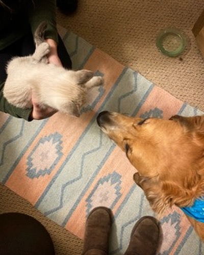 Last year, Lindsay adopted Archy Bear from us and gave him an amazing life with her in Colorado. He was just a little pup back then and over the months since, he’s grown into a big, beautiful boy! Then this week, right before Thanksgiving, we transported tiny Bentji to New Mexico where Lindsay and Archy drove to meet us to adopt him. 

It’s safe to say these two brothers from another mother became fast friends! Right off the bat, Archy was licking Bentji’s head and following him around curiously. Now, they’re inseparable cuddle bugs and we can’t stop swooning! 🥰

The last pic is Bentji’s adoring foster mama, Laura, who cared for him before his adoption. Thank you, Laura!

Happy Gotcha Day, Bentji!

<a target='_blank' href='https://www.instagram.com/explore/tags/adoptdontshop/'>#adoptdontshop</a> 
<a target='_blank' href='https://www.instagram.com/explore/tags/footbridgefoundation/'>#footbridgefoundation</a> <a target='_blank' href='https://www.instagram.com/explore/tags/sanantonio/'>#sanantonio</a> <a target='_blank' href='https://www.instagram.com/explore/tags/dogsandcatsofinstagram/'>#dogsandcatsofinstagram</a> <a target='_blank' href='https://www.instagram.com/explore/tags/dogsandcatslivingtogether/'>#dogsandcatslivingtogether</a> <a target='_blank' href='https://www.instagram.com/explore/tags/GotchaDay/'>#GotchaDay</a>