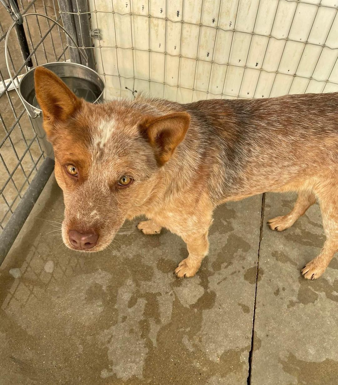 Do you know us??

Male and female found running at large on 106 Cabresto Rd Questa 
They both have collars on with no tags
One has a microchip that is not registered to owner 
If these are your dogs please call 575-758-2981