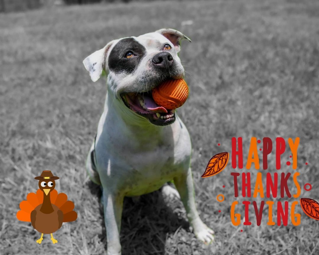 Barry, and all us at H.F. HELP, are thankful for our amazing  supporters and volunteers!

Happy Thankgiving.