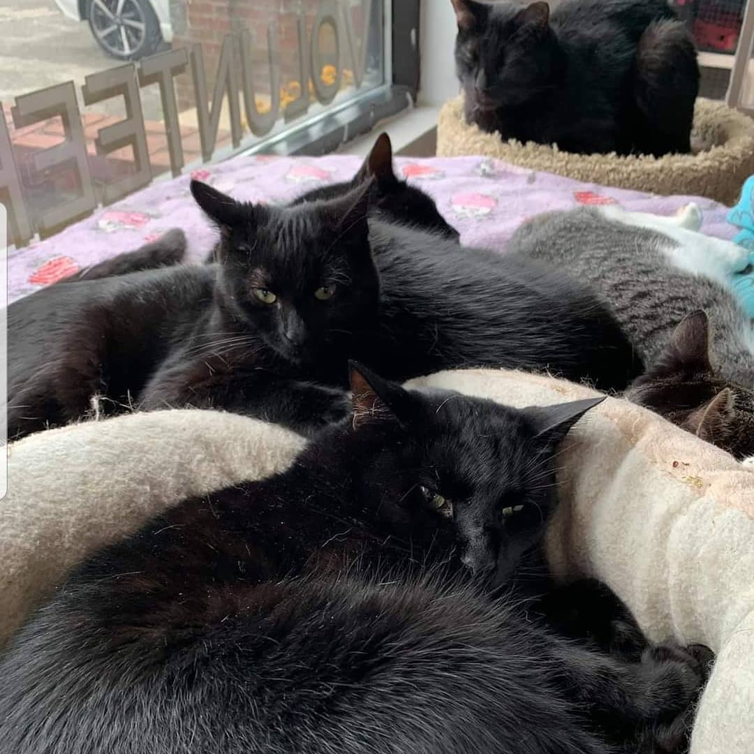 Happy BLACK CAT FRIDAY everyone!  Skip the malls! Skip the crowds!  We have the best deals ever!  A house full of MANY black cats (and other colors too! ) for you to meet and fall in love with!  Check them out here!  https://www.goldenpawsociety.org/cats-for-adoption.html
Available in Huntington Station and Commack NY
<a target='_blank' href='https://www.instagram.com/explore/tags/blackcatappreciation/'>#blackcatappreciation</a> <a target='_blank' href='https://www.instagram.com/explore/tags/adoptable/'>#adoptable</a> <a target='_blank' href='https://www.instagram.com/explore/tags/adoptdontshop/'>#adoptdontshop</a>