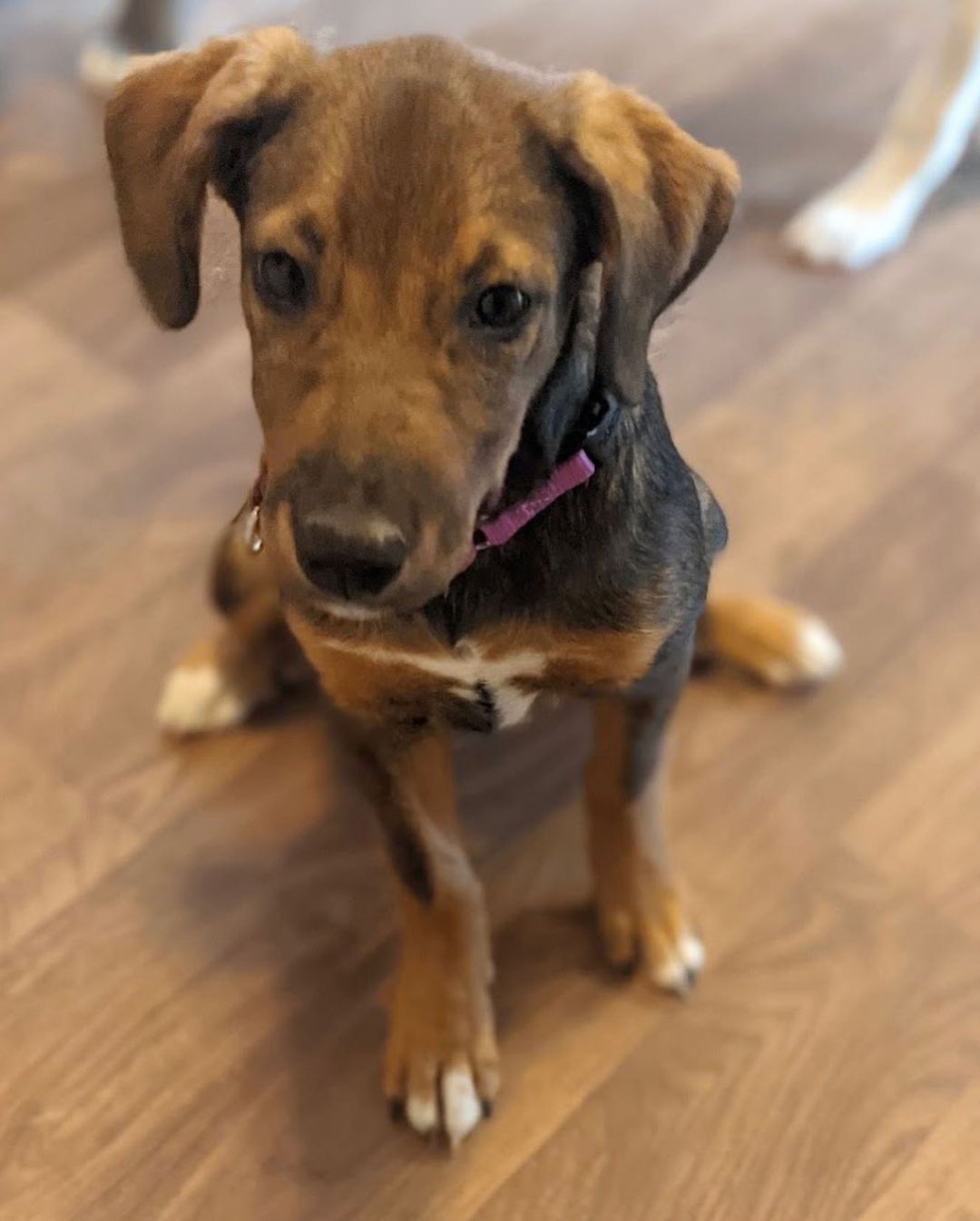 🦃Happy Thanksgiving from Matilda!🦃
🐾Female
🐾Age: DOB: 7/31/2021
🐾Weight: 22 lbs and growing!
🐾Breed: Beagle/Shepherd/Lab mix
♥️
Hey there, I’m Matilda! I have a big personality with a big heart to match! I enjoy wrestling with my sister and foster siblings and love cuddling up for a good nap afterwards! I currently enjoy playing with all the toys, bouncing around with my furry friends and cuddles! I absolutely love treats and am food motivated which will be super helpful for training.
🥧 
Speaking of training, since I am so young, I am still learning all the basics such as house training, crate training and leash training. I am catching on quickly though! I would love to find an active family who can keep me entertained with lots of exercise or have my very own fur sibling who will play with me!
🍁 
If you are interested in meeting Matilda, apply to adopt her at www.causeforcanines.org
Must have a flexible schedule to accommodate a puppy’s needs.
Adoption fee: $350
Must be an Ohio resident & 23 or older.
Children must be 5 or older.