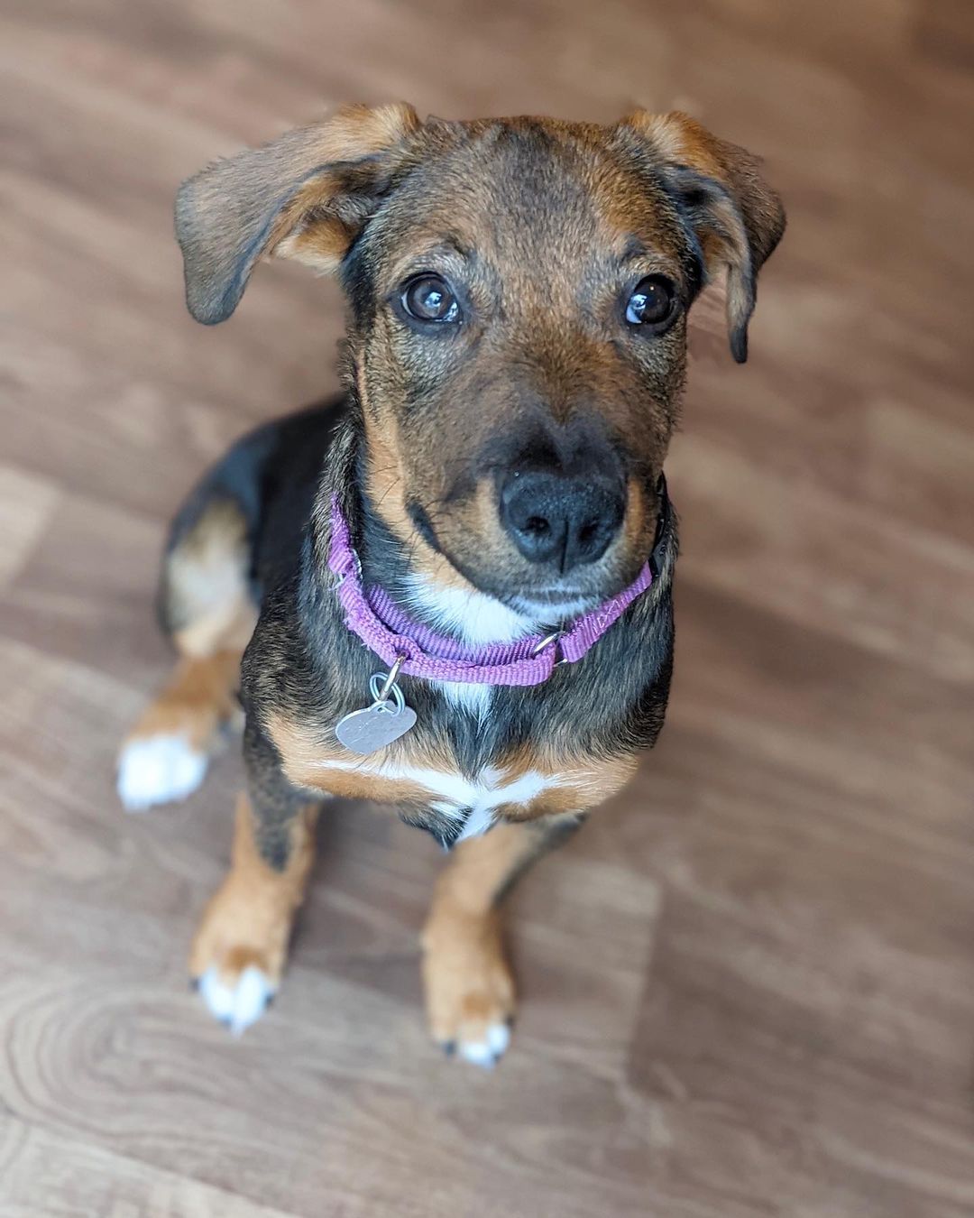 🦃Happy Thanksgiving from Matilda!🦃
🐾Female
🐾Age: DOB: 7/31/2021
🐾Weight: 22 lbs and growing!
🐾Breed: Beagle/Shepherd/Lab mix
♥️
Hey there, I’m Matilda! I have a big personality with a big heart to match! I enjoy wrestling with my sister and foster siblings and love cuddling up for a good nap afterwards! I currently enjoy playing with all the toys, bouncing around with my furry friends and cuddles! I absolutely love treats and am food motivated which will be super helpful for training.
🥧 
Speaking of training, since I am so young, I am still learning all the basics such as house training, crate training and leash training. I am catching on quickly though! I would love to find an active family who can keep me entertained with lots of exercise or have my very own fur sibling who will play with me!
🍁 
If you are interested in meeting Matilda, apply to adopt her at www.causeforcanines.org
Must have a flexible schedule to accommodate a puppy’s needs.
Adoption fee: $350
Must be an Ohio resident & 23 or older.
Children must be 5 or older.