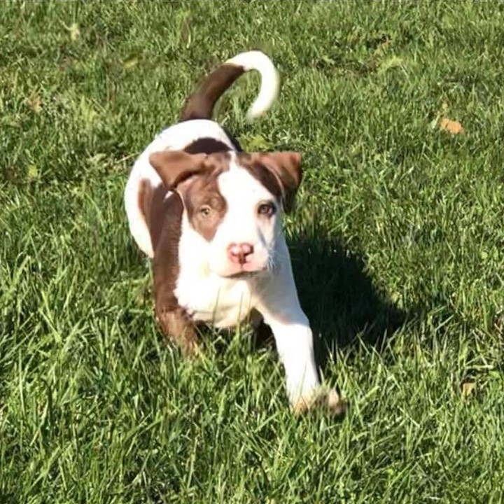 Celestial is an 12 week old mixed breed puppy.  Her colors and markings are beautiful.  Her foster sister calls her makeup girl because she looks like she has on eyeliner.  She has the sweetest demeanor and gets along great with all dogs big and small and does great with the our children (the youngest being 8). She loves to be held and is extremely affectionate. Chasing the ball in the yard is her all time favorite.

To be considered the first step is to apply here: https://www.pawsup4rescue.org/dog-cat-applicaiton 
We are located in Joliet Illinois and require adopters be within a 100-mile radius to adopt. If your app is picked we will be in touch by phone to set up a private meet.  If the dog is adopted we will post the adoption pic. Information on fees can be found here: https://www.pawsup4rescue.org/adoptions
<a target='_blank' href='https://www.instagram.com/explore/tags/pu4r/'>#pu4r</a> <a target='_blank' href='https://www.instagram.com/explore/tags/PawsUp4Rescue/'>#PawsUp4Rescue</a> <a target='_blank' href='https://www.instagram.com/explore/tags/fosterdog/'>#fosterdog</a> <a target='_blank' href='https://www.instagram.com/explore/tags/rescuedog/'>#rescuedog</a> <a target='_blank' href='https://www.instagram.com/explore/tags/adoptdontshop/'>#adoptdontshop</a>