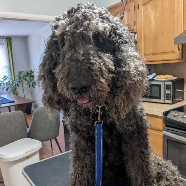 Sebastion is spiffed up and ready to go home with a family! Swipe to see his 