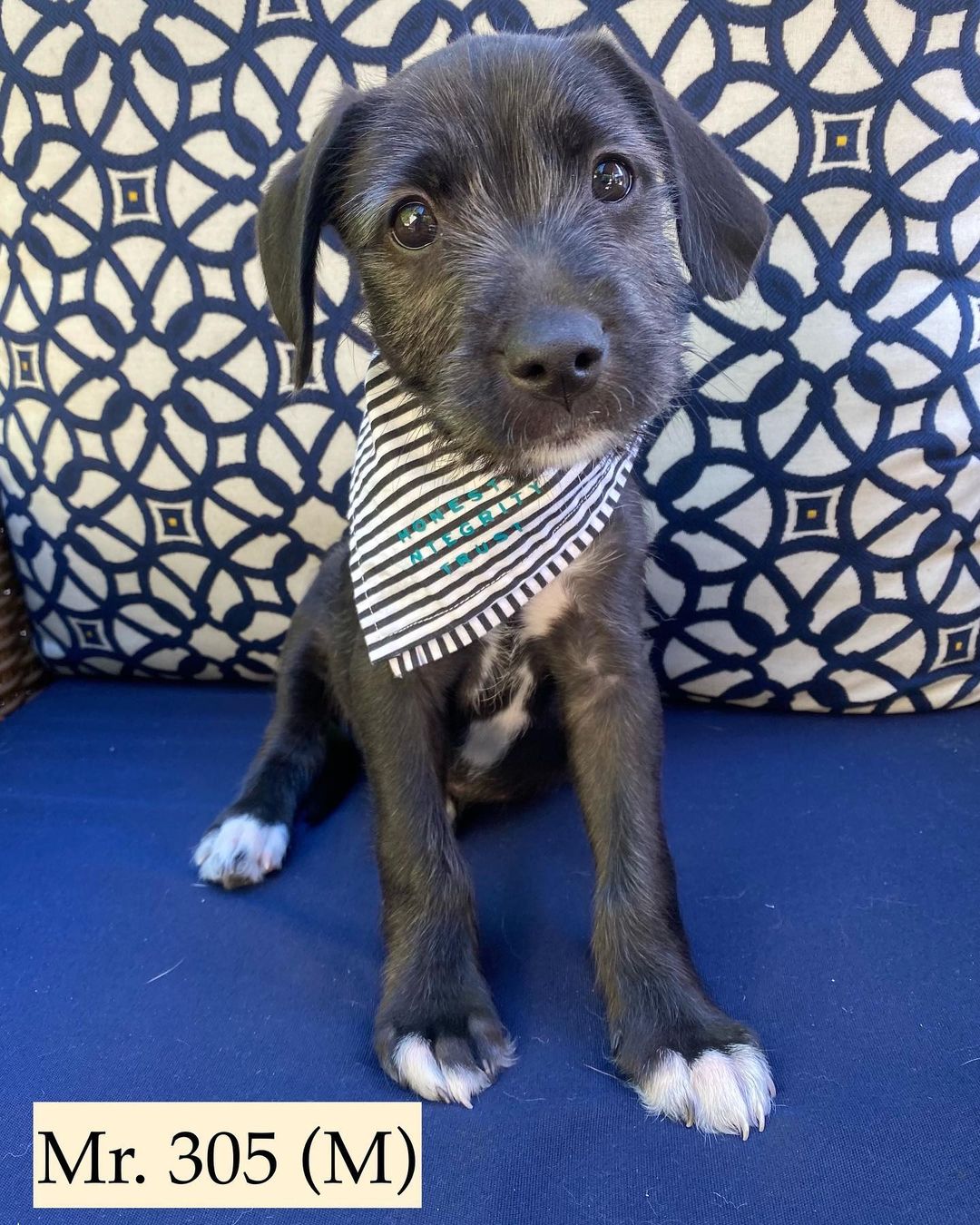 Hi, we are the some of the boys from the “Latin” litter. We are 10 week old pittie/poodle mixes ready for our forever homes! 💃🏻

Our mom is a grey pittie (around 40 lbs) and our dad is a poodle (see picture attached), so we think we'll be about 30 lbs full grown! We were part of an accidental litter and almost ended up in the shelter with our mom before a kind lady stepped in and welcomed us into her home. 

She and her family (including 3 kids and 4 other doggos!) raised us for the past ten weeks, but knew she could not handle us anymore and entrusted HIT Living to place us with the best families! We are now split up in a few different foster homes while we wait for our new homes. We are all healthy, playful pups who love to play just as much as we love to cuddle with our people. 

HIT Living is looking for individuals or families who are willing to put in the time and effort to raise a puppy and who are ready to commit to loving us FOR LIFE! ✨

There’s 6 boys and 3 girls total. The puppies featured in this post are:

- Maluma (dark black & white/scruffy) - green collar
- Mr. 305 (black white/scruffy) - orange collar
- Ricky Martin (greyish/white, scruffy) - green collar

Apply to adopt them at hitlivingfoundation.org 💛

<a target='_blank' href='https://www.instagram.com/explore/tags/hitliving/'>#hitliving</a> <a target='_blank' href='https://www.instagram.com/explore/tags/foundlove/'>#foundlove</a> <a target='_blank' href='https://www.instagram.com/explore/tags/pitpuppies/'>#pitpuppies</a> <a target='_blank' href='https://www.instagram.com/explore/tags/poodlemix/'>#poodlemix</a> <a target='_blank' href='https://www.instagram.com/explore/tags/pittiemix/'>#pittiemix</a> <a target='_blank' href='https://www.instagram.com/explore/tags/adoptme/'>#adoptme</a> <a target='_blank' href='https://www.instagram.com/explore/tags/losangeles/'>#losangeles</a> <a target='_blank' href='https://www.instagram.com/explore/tags/sfv/'>#sfv</a> <a target='_blank' href='https://www.instagram.com/explore/tags/socal/'>#socal</a> <a target='_blank' href='https://www.instagram.com/explore/tags/puppiesofinsta/'>#puppiesofinsta</a> <a target='_blank' href='https://www.instagram.com/explore/tags/puppiesoftheday/'>#puppiesoftheday</a>