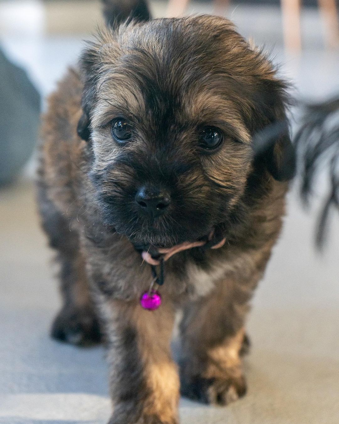 🚨 FLOOF ALERT! ⚠️
🚨 Applications closed for these pups! 🚨

Schnauzer poodle pups 😍

These 3 puppies are the babies of Hennessy (pictured last- who is the sweetest mama ever! She’s great on leash and friendly as ever!) 🥰

When applying to adopt these puppies, make sure that your application is detailed and complete and that you send photos and videos of your home so we can determine you are the best fit for the puppy’s life. 🧡

☕️ KAHLUA - 8 week old, Female, schnauzer poodle mix. 

🥛 BAILEY - 8 week old, Female, schnauzer poodle mix. 

👨🏼‍✈️ MORGAN - 8 week old, Male, schnauzer poodle mix.

These puppies were rescued at about 5 weeks old, so will be with their foster families until they are 8 weeks old/ready to go home. 

Come meet their mom Hennessy who’s a 1 Year Old, Female, Shnauzer Poodle. She is still recovering from having babies so will need to be spayed in a few months, and we will provide a voucher to get that done at our vet clinic. 🥰

All the puppies saw our vet yesterday are healthy and cute as ever! 🥰

Apply now by visiting our website:

📮 WagmorPets.org/Adoption

🧡🧡🧡

🐶 <a target='_blank' href='https://www.instagram.com/explore/tags/weeklyfluff/'>#weeklyfluff</a> <a target='_blank' href='https://www.instagram.com/explore/tags/puppiesforall/'>#puppiesforall</a> <a target='_blank' href='https://www.instagram.com/explore/tags/floofydog/'>#floofydog</a> <a target='_blank' href='https://www.instagram.com/explore/tags/poodlepuppies/'>#poodlepuppies</a> <a target='_blank' href='https://www.instagram.com/explore/tags/puppiesofinstagram/'>#puppiesofinstagram</a> <a target='_blank' href='https://www.instagram.com/explore/tags/wagmorpets/'>#wagmorpets</a> 🐶