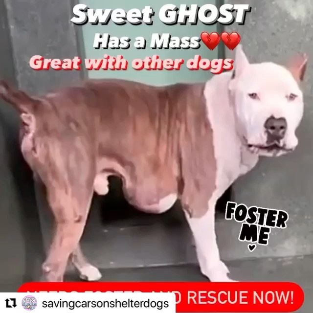 NEED HELP WITH MEDICAL ASAP!!! We got an extension until Monday! We have a foster , but we need help with medical ! We have way too many dogs and our expenses are through the roof with medical and training costs! Keep in mind we have a lot of senior dogs that are not getting adopted and we financially support all of them as long as they are under our rescue! 

If there is someone out there who will sponsor the cost his surgery, we will do everything else 😭🙏🏼

We understand that there may be pledges, but sadly many people do not honor them and there are also scammers so we can’t really pull a dog depending on pledges to help us😔

They wanted to euthanize at 8am today as per the shelter vet “he is suffering, the mass is growing and they are afraid it will burst” Swipe to see him prance around like a little pony!  Tell me this dog doesn’t have so much life left to live! 💔

It has never been this bad with soooo many dogs needing rescue! Please help us save Ghost🥺  <a target='_blank' href='https://www.instagram.com/explore/tags/A5444139/'>#A5444139</a>