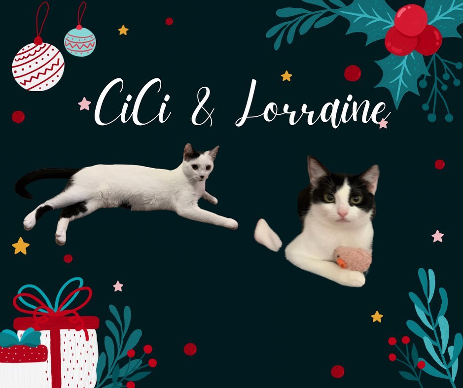 CiCi & Lorraine would love ❤️ to find their forever home together before the holiday! They’re very sweet and playful! Both fixed and UTD. 

🐾 Right now, we’re doing a SPECIAL promotion where you can adopt 2 kittens 🐱 for a $200 donation!

🐾 Click the link below to apply:
LRCR Adoption Form: https://forms.gle/hYg567WK4Tpay9Dx5