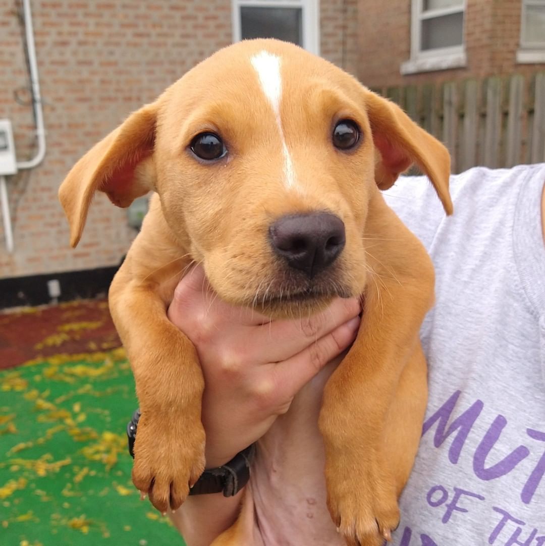 Puppies like Bernice need people like you!

Giving Tuesday is almost upon us! Join us by participating in the largest giving day of the year. Puppies like Bernice need you, and you can be a part of her story!

We invite you to fundraise to save dogs like Bernice!

Create your fundraiser now: https://www.facebook.com/fund/MuttsoftheMidway/