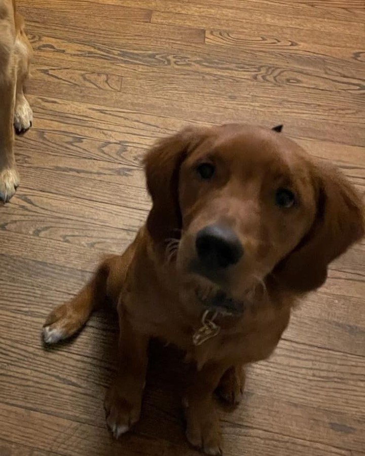 ***MISSING IN GREENLAND***

Missing dark hair Golden Retriever from M38/M26 area in Greenland. He’s 10 months old, name is Buster. May have been picked up on side of the highway between Orchard Lane and M26 intersection. Please call 906-236-1836 with any information.