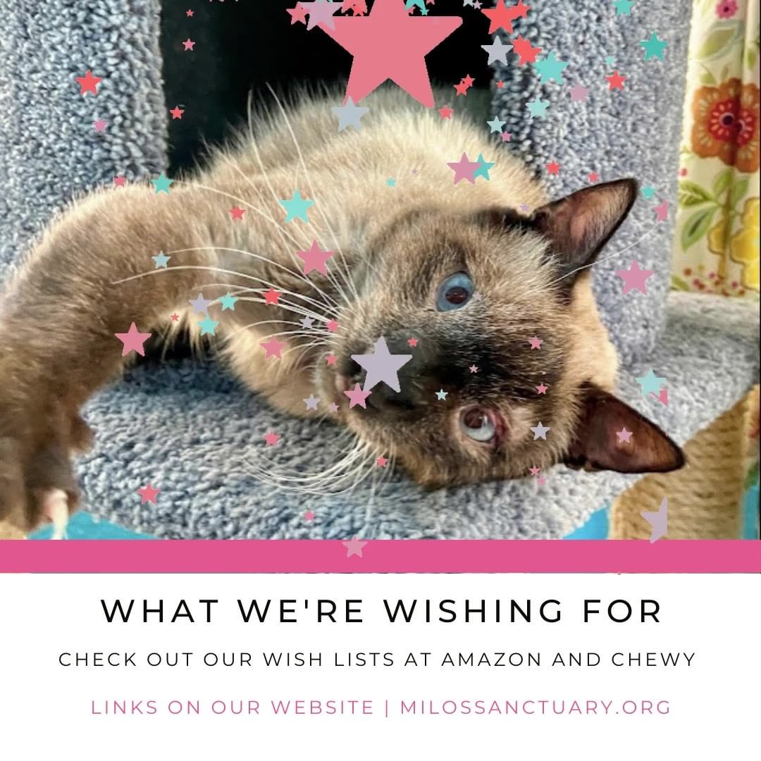 The cats at Milo's are wishing for the things they use every day at the Sanctuary. 

We've created wish lists filled with pet beds, treats, food, litter, and more at both Amazon and Chewy. 

Want to send the cats a gift from anywhere you enjoy shopping? Our mailing address is on our website and the cats would welcome your gift of supplies this holiday season.

Thank you for your support!

<a target='_blank' href='https://www.instagram.com/explore/tags/milosssanctuary/'>#milosssanctuary</a> <a target='_blank' href='https://www.instagram.com/explore/tags/blackfriday/'>#blackfriday</a> <a target='_blank' href='https://www.instagram.com/explore/tags/holidaygiftsforcats/'>#holidaygiftsforcats</a> <a target='_blank' href='https://www.instagram.com/explore/tags/petbeds/'>#petbeds</a> <a target='_blank' href='https://www.instagram.com/explore/tags/khy/'>#khy</a> <a target='_blank' href='https://www.instagram.com/explore/tags/thanksforyoursupport/'>#thanksforyoursupport</a> <a target='_blank' href='https://www.instagram.com/explore/tags/wishlist/'>#wishlist</a>