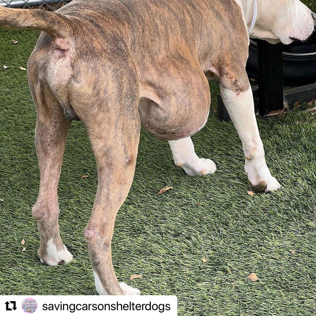 NEED HELP WITH MEDICAL ASAP!!! We got an extension until Monday! We have a foster , but we need help with medical ! We have way too many dogs and our expenses are through the roof with medical and training costs! Keep in mind we have a lot of senior dogs that are not getting adopted and we financially support all of them as long as they are under our rescue! 

If there is someone out there who will sponsor the cost his surgery, we will do everything else 😭🙏🏼

We understand that there may be pledges, but sadly many people do not honor them and there are also scammers so we can’t really pull a dog depending on pledges to help us😔

They wanted to euthanize at 8am today as per the shelter vet “he is suffering, the mass is growing and they are afraid it will burst” Swipe to see him prance around like a little pony!  Tell me this dog doesn’t have so much life left to live! 💔

It has never been this bad with soooo many dogs needing rescue! Please help us save Ghost🥺  <a target='_blank' href='https://www.instagram.com/explore/tags/A5444139/'>#A5444139</a>