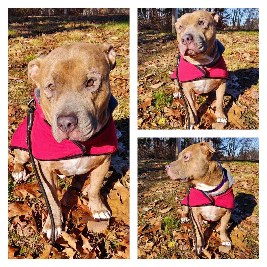 Teddi Lee was really enjoying these wonderful 60 degree days in the sunshine. But then we told him snow was coming and he was not happy about it. This sweet Florida boy isn’t excited for the snow but I’m sure if he had the right family to spend the cold winters with he would be way more open to it! 

🐾Please share🐾

<a target='_blank' href='https://www.instagram.com/explore/tags/darbsterdoggy/'>#darbsterdoggy</a> <a target='_blank' href='https://www.instagram.com/explore/tags/darbsterfoundation/'>#darbsterfoundation</a> <a target='_blank' href='https://www.instagram.com/explore/tags/opttoadopt/'>#opttoadopt</a> <a target='_blank' href='https://www.instagram.com/explore/tags/rescuedogsofinstagram/'>#rescuedogsofinstagram</a> <a target='_blank' href='https://www.instagram.com/explore/tags/rescuedismyfavoritebreed/'>#rescuedismyfavoritebreed</a>