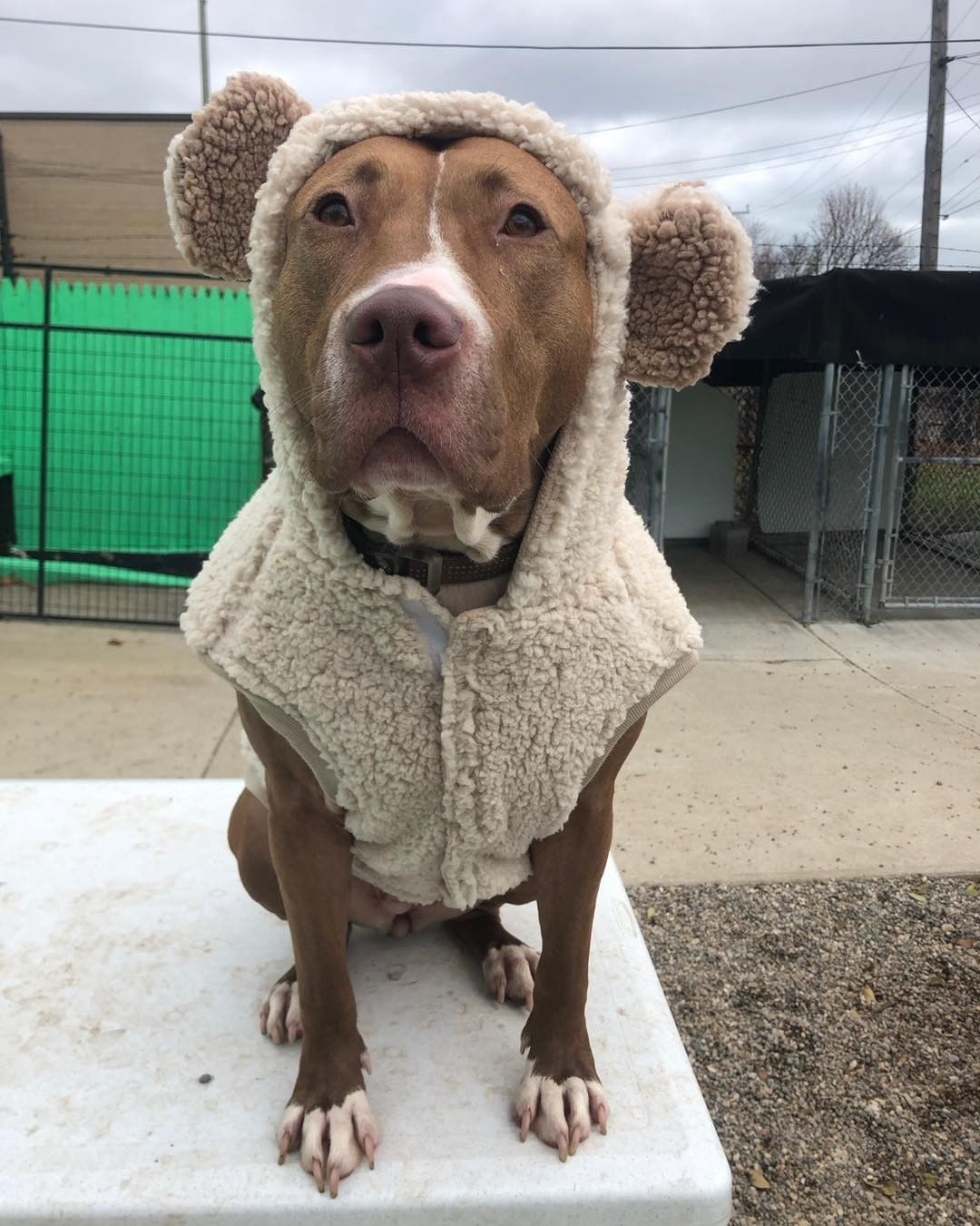 Our shelter team wants to remind you to bundle up, because it’s cold outside! 

If you need something to warm your heart, take a look at all of our adoptable dogs at DetroitDogRescue.com 

<a target='_blank' href='https://www.instagram.com/explore/tags/DDR/'>#DDR</a> <a target='_blank' href='https://www.instagram.com/explore/tags/DetroitDogRescue/'>#DetroitDogRescue</a> <a target='_blank' href='https://www.instagram.com/explore/tags/WinterWeather/'>#WinterWeather</a>