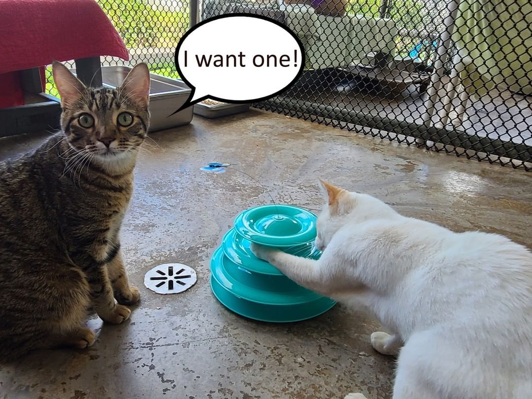 A volunteer donated a tower toy for our cats and they are going crazy for it! If you are doing some early Black Friday shopping our kitties have a request!
This particular one can be found at https://www.chewy.com/frisco-cat-tracks-butterfly-cat-toy/dp/188519