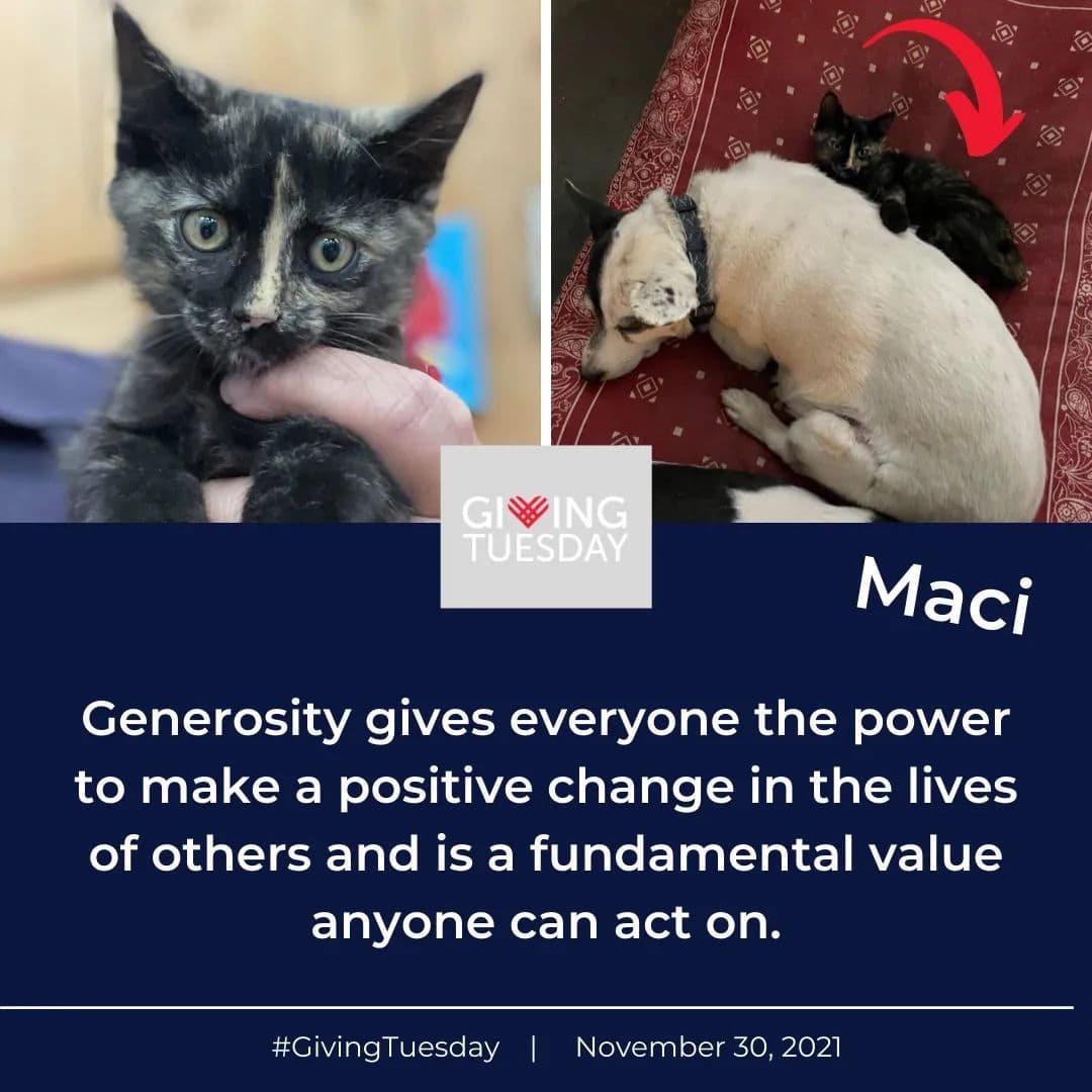 In October, we asked for your help with s a 3 month old kitten with a sweet personality to match named Maci.  Unfortunately she was in a terrible accident that left her with a horribly broken rear leg.  The break was a compound fracture and the bone was protruding through the skin. 

We are happy to announce that Maci is living her best, comfy life alongside dogs and cats in a loving foster home. The only thing she is missing is a home of her own. Can that be you? Apply for Maci at http://aavarescue.com/

Maci is another wonderful example of how YOUR donations get us through each and every day of this crazy rescue life. 

Please consider making a donation on <a target='_blank' href='https://www.instagram.com/explore/tags/GivingTuesday2021/'>#GivingTuesday2021</a> on November 30, 2021! GivingTuesday is an opportunity for people around the world to come together to thank, help, give, show kindness, and share what they have with those in need.