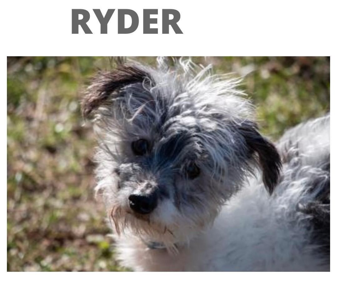 “Hi there, I'm Ryder! I'm a sweet, happy, gentle soul who loves to be by your side. I'm low-maintenance, quiet, calm, and cuddly too. When you talk to me, I look inquisitively at you as I tilt my head, hanging on every word you say. And then I yawn, making the cutest little sound as if I'm trying to talk to you. I will make such a nice, silly, fun companion, if you just give me the chance!” Learn more about Ryder here: https://waysidewaifs.org/adopt-a-pet_o/pet-detail/?aid=48934544&cid=14&tid=Dog