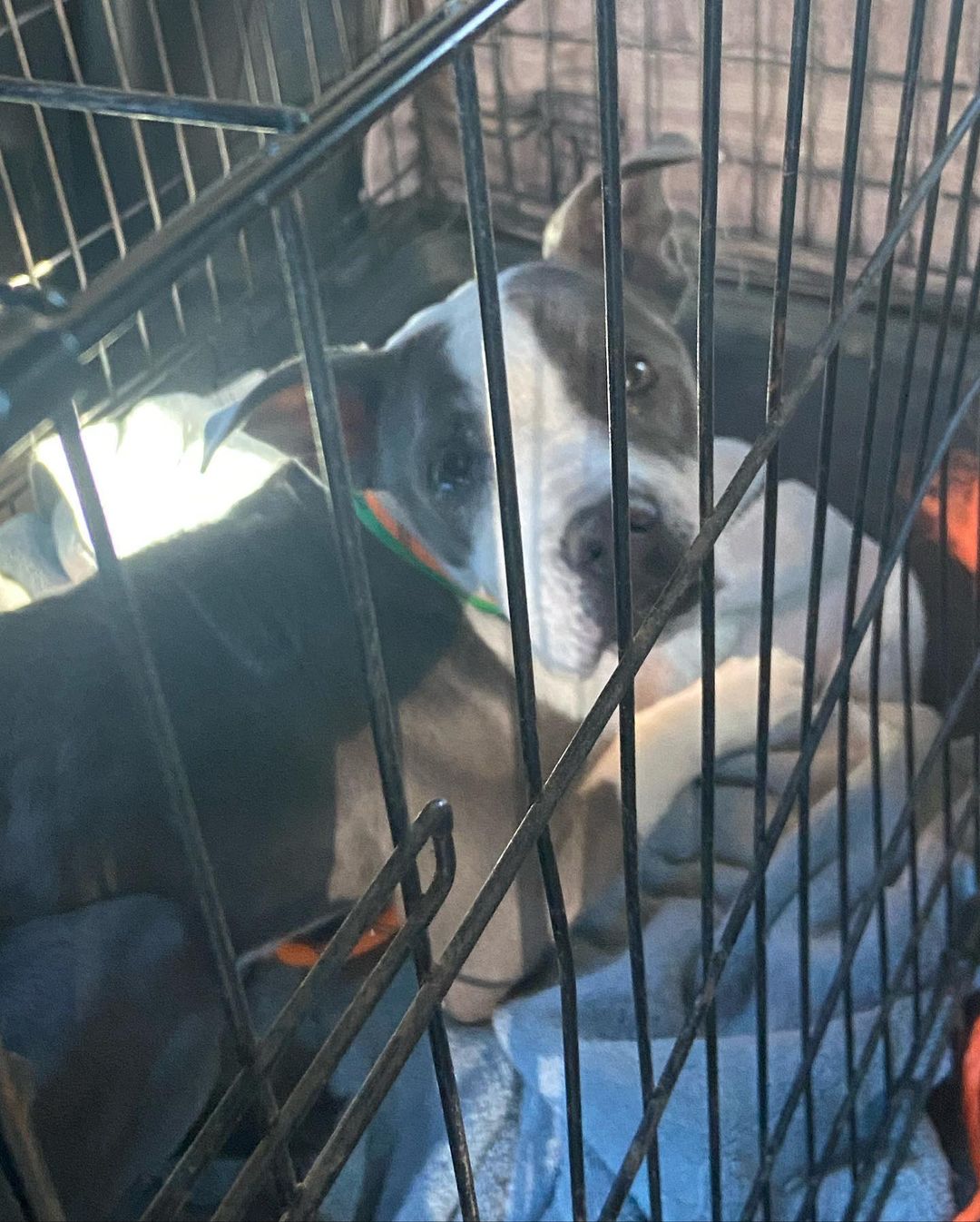Who is this little girl?  It is Coco <a target='_blank' href='https://www.instagram.com/explore/tags/A2008620/'>#A2008620</a>  from EV, now called Hope. This little girl is supposedly 6 mo old (our vet feels much older due to tarter buildup on her teeth) and weighs 20lb. She was dumped by her owner for medical issues on 11/21. We were told she had a possible obstruction vs foreign object in her gut, taking in only fluids, and she was very thin.  She had a barium test at the shelter and supposedly did not pass the barium. Admittedly, there were two shelter pleas via email that we did not look at since we are a bit overwhelmed. But, yesterday this girls advocate rallied for us to pull her and even found a  foster, reaching out to people on Thanksgiving! And if that wasn’t enough, Veronica from the shelter was on the phone w us at who knows what hour coordinating to hold all food and water w the goal of getting her into surgery today. Lastly, our guardian doggy Angel jumped on board to help as well. So, today we grabbed her and took her to our vet and within an hour she was in surgery.  Surprisingly, no foreign object, blockage  and stool was found in her colon. She will stay in the hospital and get IV fluids, attempted feedings, and a barium test on Monday.  She is the sweetest girl. There was mention of possible mega esophagus. Really hoping that is not her issue. Regardless she will get what she needs and we will fatten her up. Pure team effort to save this girl!  Updates to follow.