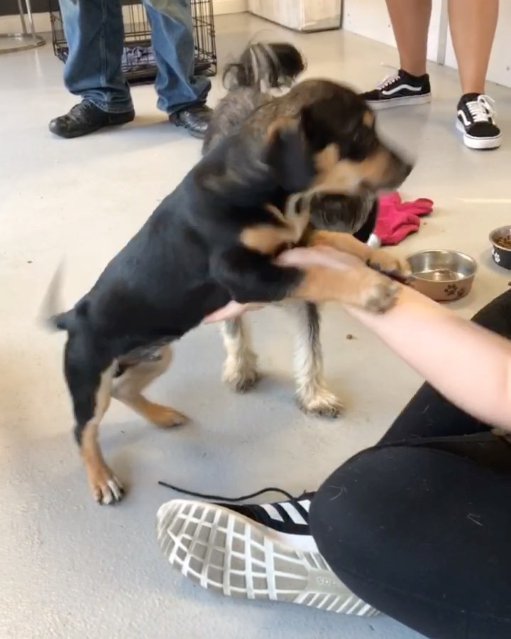 🚨 PUPPY ALERT! 🚨
MEET JAMESON! 🧡

Jameson is the SWEETEST little 8 week old, Male, Dachshund/Beagle Mix. 

He loves to voice around with his foster family. Is great with kids and other dogs and just wants to playyyyy. 

Apply to adopt Jameson on our website:

📮 WagmorPets.org/Adoption

🧡 <a target='_blank' href='https://www.instagram.com/explore/tags/blackfriday/'>#blackfriday</a> <a target='_blank' href='https://www.instagram.com/explore/tags/puppies/'>#puppies</a> <a target='_blank' href='https://www.instagram.com/explore/tags/puppyplay/'>#puppyplay</a> <a target='_blank' href='https://www.instagram.com/explore/tags/puppiesofinstagrsm/'>#puppiesofinstagrsm</a> <a target='_blank' href='https://www.instagram.com/explore/tags/doxiepuppies/'>#doxiepuppies</a> <a target='_blank' href='https://www.instagram.com/explore/tags/wagmorpets/'>#wagmorpets</a> 🧡