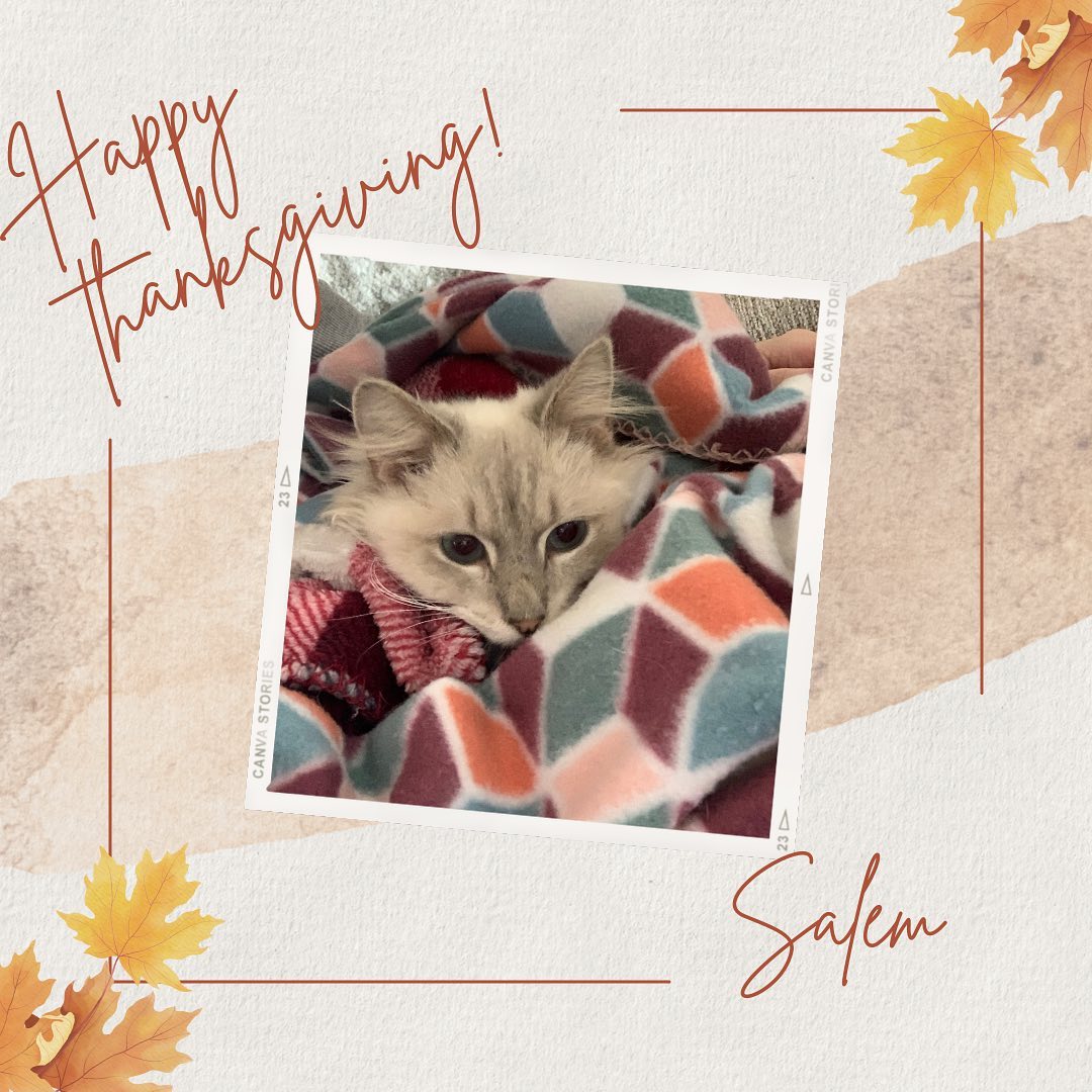 Happy Thanksgiving 🍁🦃 from Salem and all the other kitties at LRCR!! 😸