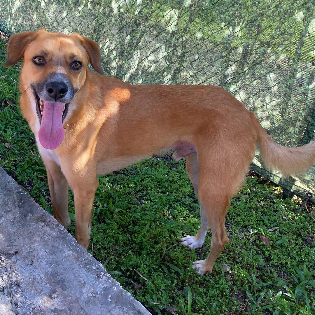 River has been searching for a family to call his own for over a year 🥺 He is currently boarding at a dog sitter’s home where he gets to play with other pups everyday. As you can see from his huge smile..he loves it there but he can’t stop dreaming about his forever home! River is a 3 yr old shepherd mix. He is a shy and gentle boy with 0 aggression. He gets along great with other dogs, is playful & has a great disposition. He just needs time in new environments with new people to feel safe. He’s timid so a quiet home with a backyard is where he’d flourish & do best. He’s come all the way from the British Virgin Islands to find his forever home. Please share this post to help River find his happy ending.🙏
<a target='_blank' href='https://www.instagram.com/explore/tags/adoptdontshop/'>#adoptdontshop</a> <a target='_blank' href='https://www.instagram.com/explore/tags/rescuedog/'>#rescuedog</a>