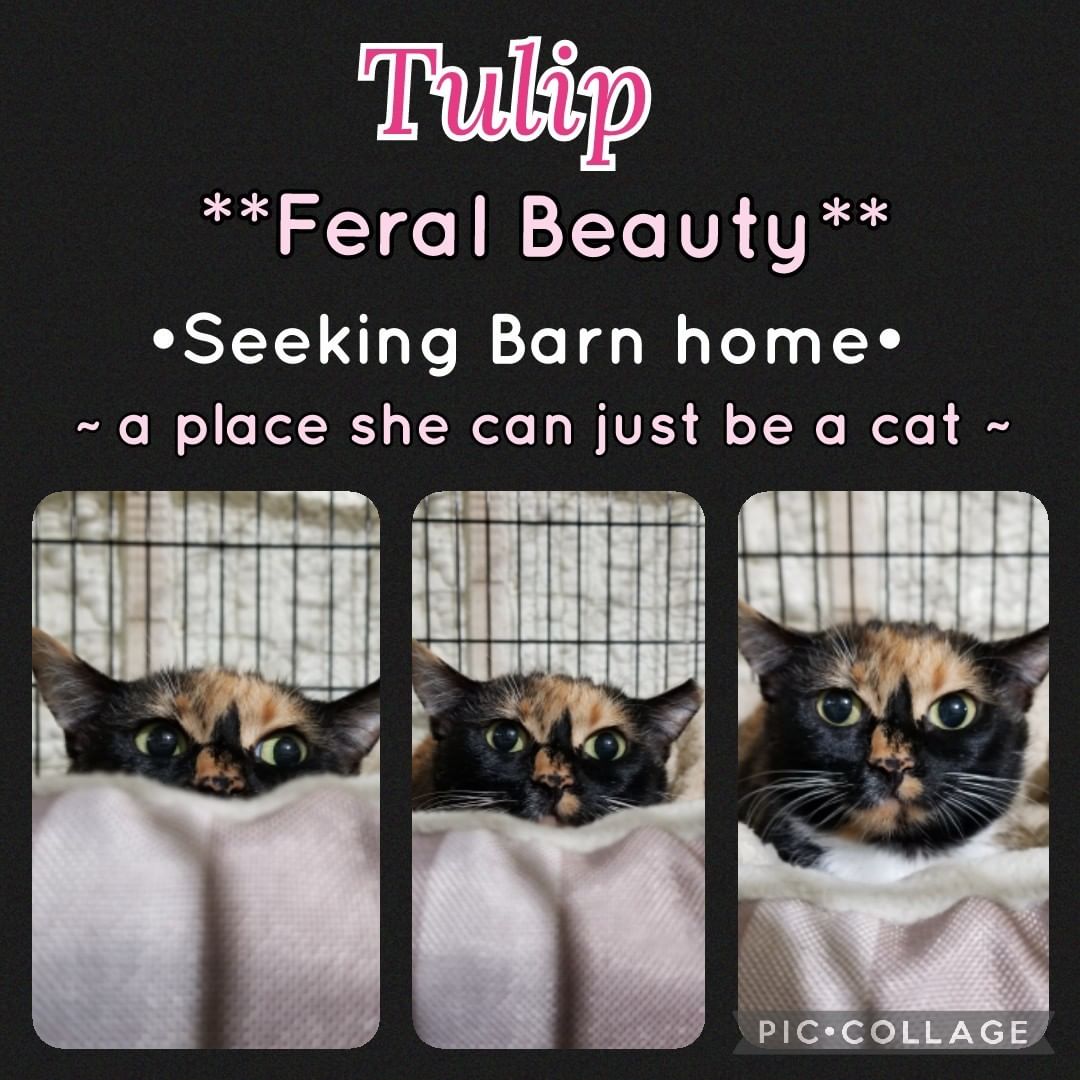 Looking for a barn cat? Meet Tulip...she is beautiful but not going to be a kitty that wants your attention as she is feral. She has been spayed & she is ready for freedom. www.hsharrisco.org <a target='_blank' href='https://www.instagram.com/explore/tags/feral/'>#feral</a> <a target='_blank' href='https://www.instagram.com/explore/tags/barncat/'>#barncat</a> <a target='_blank' href='https://www.instagram.com/explore/tags/feralcatsneedlovetoo/'>#feralcatsneedlovetoo</a>