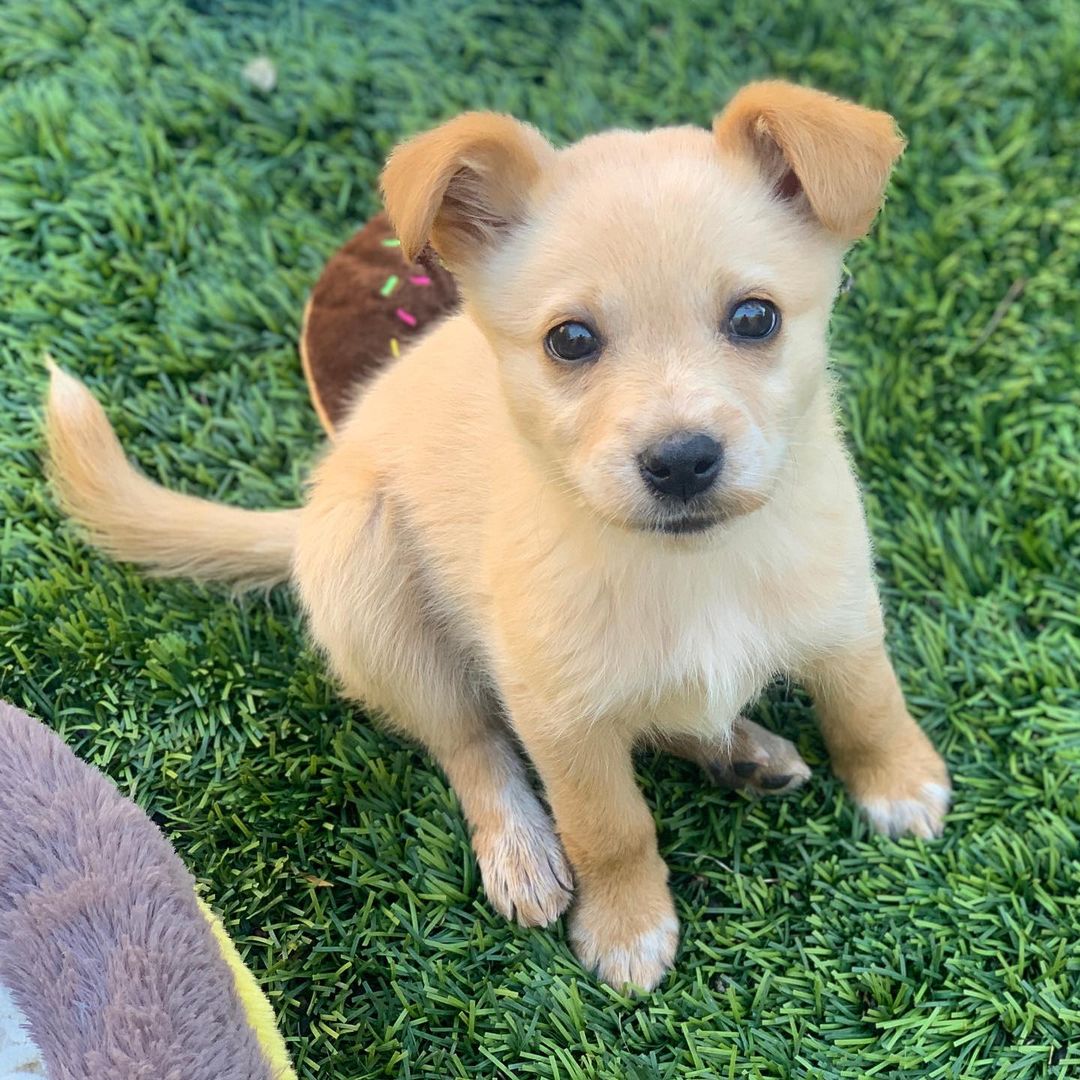 Ladies and gentlemen… Meet Roxy! 🤩

PLEASE SHARE AND HELP FINDING AN AWESOME HOME FOR THIS CUTIE! 💓

Roxy is available for adoption at AGWC Rockin' Rescue. She had her first check up at the vet today where she received her first vaccines. 

She weighs almost 6 lbs and will probably be around 30-40 lbs when fully grown. 

She is two months old, loves to play with other dogs and cats and loves attention from people.

We are looking for a home for her with a patio or backyard where she can go potty until she's fully vaccinated. She would benefit from a playmate, ideally another playful dog. She has a lot of energy and needs puppy training.

If you're interested, please fill out an application and email it over along with some pictures of your home. After that we will be in touch to set up a meet and greet. 

www.RockinRescue.org 

Roxy's adoption fee is $600 and we only do local adoptions in the Los Angeles area.

<a target='_blank' href='https://www.instagram.com/explore/tags/roxy/'>#roxy</a> <a target='_blank' href='https://www.instagram.com/explore/tags/agwcrockinrescue/'>#agwcrockinrescue</a> <a target='_blank' href='https://www.instagram.com/explore/tags/puppylove/'>#puppylove</a> <a target='_blank' href='https://www.instagram.com/explore/tags/foryou/'>#foryou</a> <a target='_blank' href='https://www.instagram.com/explore/tags/fyp/'>#fyp</a> <a target='_blank' href='https://www.instagram.com/explore/tags/puppylife/'>#puppylife</a> <a target='_blank' href='https://www.instagram.com/explore/tags/puppy_tales/'>#puppy_tales</a> <a target='_blank' href='https://www.instagram.com/explore/tags/woodlandhills/'>#woodlandhills</a> <a target='_blank' href='https://www.instagram.com/explore/tags/cali/'>#cali</a> <a target='_blank' href='https://www.instagram.com/explore/tags/la/'>#la</a>