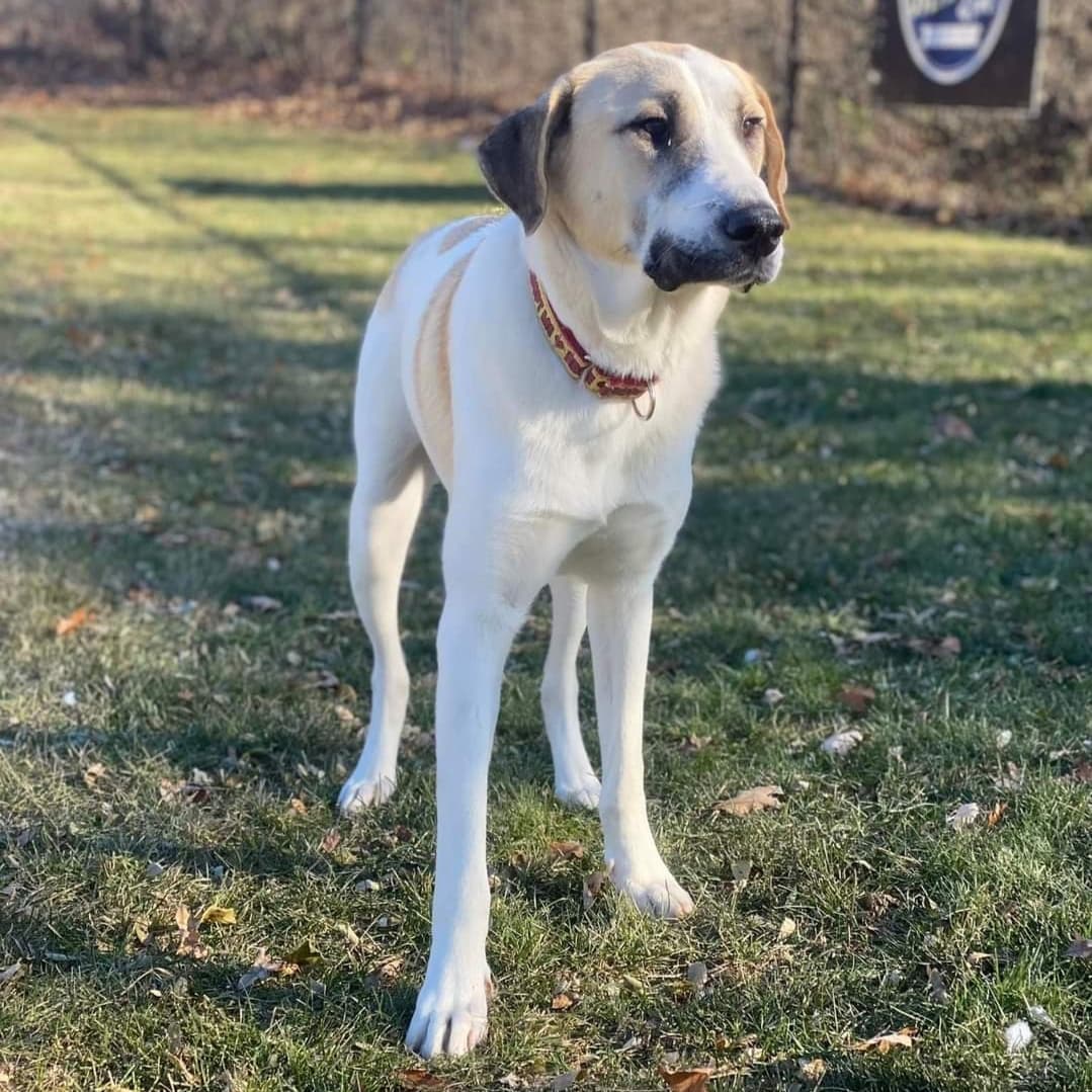 Now this looks like a dog that knows he's handsome!! 

Willie is a 70lb Pyrenees/Anatolian mix. He is less than a year old and hasn’t had the best start to his doggie life so far. After being dumped in a cemetery and left to fend for himself with his brothers and sister for over 2 weeks, he was rescued and brought to Wisconsin. He is slowly adjusting to life in his foster home and still unsure of everything. A fenced in yard would be best for him to be able to go in and outside at his own pace since he is uncomfortable walking on a leash. He knows to go potty outside but it can be difficult to get him to go if he’s leashed. He is learning to trust and love dog life more and more every day. He needs flexibility and patience to discover his surroundings and people in his own time. He’s a cuddler and loves the comfort of people around and having a warm bed to sleep in. He will need a patient and loving family to give him the time to adjust and trust them, but Willie is worth the wait. He’s got a lot of love to give he just doesn’t know who to give it to. Is that you?

<a target='_blank' href='https://www.instagram.com/explore/tags/adoptdontshop/'>#adoptdontshop</a>
<a target='_blank' href='https://www.instagram.com/explore/tags/luckymuttswi/'>#luckymuttswi</a>
<a target='_blank' href='https://www.instagram.com/explore/tags/rescuedogsmke/'>#rescuedogsmke</a>
<a target='_blank' href='https://www.instagram.com/explore/tags/doglovers/'>#doglovers</a>
<a target='_blank' href='https://www.instagram.com/explore/tags/rescuedogsofinstagram/'>#rescuedogsofinstagram</a>
<a target='_blank' href='https://www.instagram.com/explore/tags/sweetpup/'>#sweetpup</a>
<a target='_blank' href='https://www.instagram.com/explore/tags/mke/'>#mke</a>
<a target='_blank' href='https://www.instagram.com/explore/tags/mkepup/'>#mkepup</a>
<a target='_blank' href='https://www.instagram.com/explore/tags/wisconsinrescue/'>#wisconsinrescue</a>
<a target='_blank' href='https://www.instagram.com/explore/tags/lovedogs/'>#lovedogs</a>
<a target='_blank' href='https://www.instagram.com/explore/tags/rescue/'>#rescue</a>
<a target='_blank' href='https://www.instagram.com/explore/tags/foster/'>#foster</a>
<a target='_blank' href='https://www.instagram.com/explore/tags/adopt/'>#adopt</a>
<a target='_blank' href='https://www.instagram.com/explore/tags/dogsofinstagram/'>#dogsofinstagram</a>
<a target='_blank' href='https://www.instagram.com/explore/tags/dogrescue/'>#dogrescue</a>
<a target='_blank' href='https://www.instagram.com/explore/tags/bigdoglovers/'>#bigdoglovers</a>
<a target='_blank' href='https://www.instagram.com/explore/tags/bigboy/'>#bigboy</a>
<a target='_blank' href='https://www.instagram.com/explore/tags/handsome/'>#handsome</a>
<a target='_blank' href='https://www.instagram.com/explore/tags/cuddle/'>#cuddle</a>
<a target='_blank' href='https://www.instagram.com/explore/tags/anatolian/'>#anatolian</a>