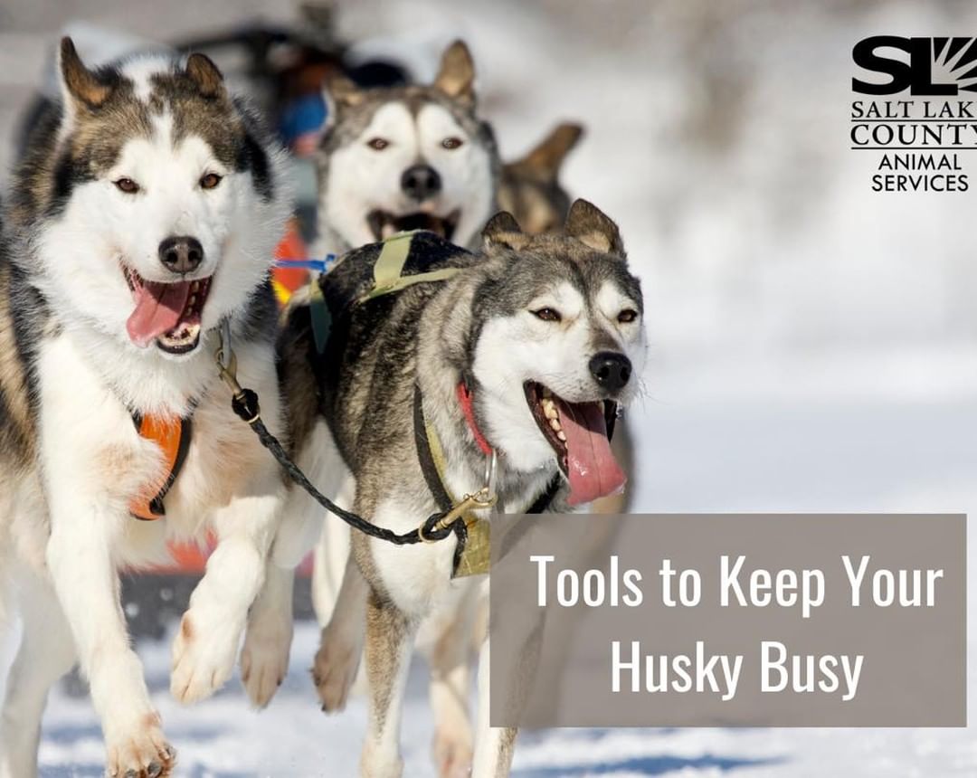 Does your Husky type dog need to work on their manners? Do they have a weee too much sass or “free time” to escape your yard, eat drywall, etc? You will want to sign up for next weeks Snow Dog Squad Virtual Workshop with Arctic Rescue. 

https://bit.ly/slcotrainings - space is limited. After you register we will send you a zoom link for the night of presentation. You will be able to ask questions, and interact with the presenters to get feedback and ideas to help you and your husky have a long life together. 

Questions? Email rlueker@slco.org.

<a target='_blank' href='https://www.instagram.com/explore/tags/adoptutahpets/'>#adoptutahpets</a> <a target='_blank' href='https://www.instagram.com/explore/tags/adoptdontshop/'>#adoptdontshop</a> <a target='_blank' href='https://www.instagram.com/explore/tags/adopt/'>#adopt</a> <a target='_blank' href='https://www.instagram.com/explore/tags/husky/'>#husky</a> <a target='_blank' href='https://www.instagram.com/explore/tags/sassy/'>#sassy</a> <a target='_blank' href='https://www.instagram.com/explore/tags/dogtraining/'>#dogtraining</a> <a target='_blank' href='https://www.instagram.com/explore/tags/slco/'>#slco</a>