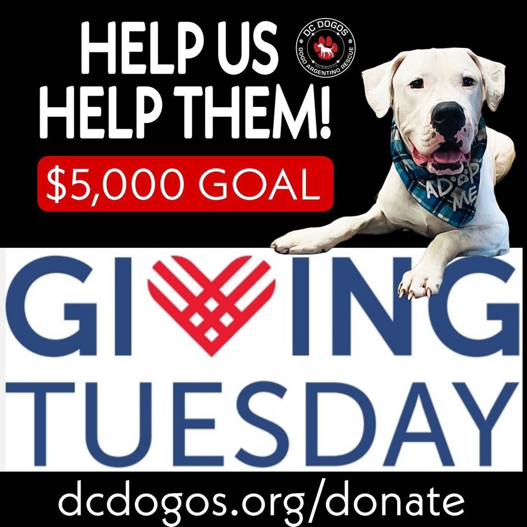 We are prepping for a $5000+ Giving Tuesday this year! How can YOU help make that happen? 

Run a social media FUNDRAISER! We will send your choice of our DC Dogos Rescue decal sticker -OR- PopSocket to each person that receives $100 or more in donations by doing a Facebook and/or Instagram fundraiser.  Be sure to link your fundraiser to our account so we can see it and reach out to you!

Be a MATCH DONOR! Help double our funds by offering to be a $500 or more Match Donor. This means if we raise $500 you will match it by $500. Keep in mind your donations are tax deductible and 2021 is almost over! Match Donors will receive a 2022 DC Dogos Calendar or a BarkBox, whichever they choose. If you would like to be a Match Donor, please contact us via email donate@dcdogos.org by Tuesday, Nov 30th so we can set this up!

Donate on <a target='_blank' href='https://www.instagram.com/explore/tags/GivingTuesday/'>#GivingTuesday</a> by visiting our Facebook or Instagram page via donation link.  Other methods of donating are:

 🖤Website: dcdogos.org/donate
 🖤Paypal: Paypal@dcdogos.org
 🖤Paypal Me:  paypal.me/dcdogos
 🖤CashApp: $dcdogos
 🖤Check: PO BOX 89128, Tampa,  FL 33689 

Let's flood social media with these beautiful rescue dogo faces and meet our $5000 GOAL!

As always, we thank all of you for the continued support that allows us to save Dogos that need help.  We could not do this without YOU! <a target='_blank' href='https://www.instagram.com/explore/tags/dcdogos/'>#dcdogos</a> <a target='_blank' href='https://www.instagram.com/explore/tags/dedicatedtosavingdogos/'>#dedicatedtosavingdogos</a> <a target='_blank' href='https://www.instagram.com/explore/tags/dogoargentinorescue/'>#dogoargentinorescue</a> <a target='_blank' href='https://www.instagram.com/explore/tags/peacelovedogo/'>#peacelovedogo</a> <a target='_blank' href='https://www.instagram.com/explore/tags/givingtuesday/'>#givingtuesday</a> <a target='_blank' href='https://www.instagram.com/explore/tags/givingtuesday2021/'>#givingtuesday2021</a> <a target='_blank' href='https://www.instagram.com/explore/tags/helpushelpthem/'>#helpushelpthem</a> <a target='_blank' href='https://www.instagram.com/explore/tags/saveadogo/'>#saveadogo</a> <a target='_blank' href='https://www.instagram.com/explore/tags/donate/'>#donate</a> <a target='_blank' href='https://www.instagram.com/explore/tags/donationneeded/'>#donationneeded</a>