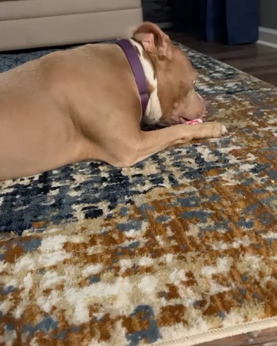 369 days in the shelter and our sweet senior gal Nyla finally walked out the front door!!!! We all had tears running down our faces, as she wore a big smile. We have received several updates and every picture she is smiling and now playing with toys!!!! Happy life beautiful!!! Thank you for opening your heart and home to Nyla!!! ❤️🐾