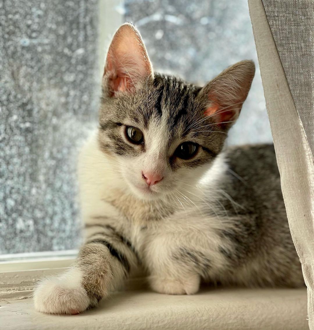 The beautiful Persephone! 

It takes a village! 
Persephone and her siblings were rescued when a kind person found them in a box under his truck. Another kind person got involved and was able to reach our rescue and secured a foster- where they have been growing and loving on their foster humans. 

Persephone is the sweetest girl. She is such a little lady, and the purest of cuddlers. She is undoubtedly going to grow up to be the loyalist of pets. She is also very curious, brave and playful. She enjoys all the kitten toys the Foster has to offer, but she loves her cuddles best. 

Persephone is hoping to be adopted with one of her siblings (please see Hades, Calypso and Hestia) and/or MUST be adopted into a home with a kitten friendly pet. 

Persephone is up to date on shots, negative for FIV/FELV, microchipped and will be spayed at the appropriate age. Her DOB is 9/8/21
.
.
.
.
.
.
.
.
,
,
<a target='_blank' href='https://www.instagram.com/explore/tags/kittensforadoption/'>#kittensforadoption</a><a target='_blank' href='https://www.instagram.com/explore/tags/fostercat/'>#fostercat</a><a target='_blank' href='https://www.instagram.com/explore/tags/fosteringsaveslives/'>#fosteringsaveslives</a><a target='_blank' href='https://www.instagram.com/explore/tags/catadoptions/'>#catadoptions</a><a target='_blank' href='https://www.instagram.com/explore/tags/kittykat/'>#kittykat</a><a target='_blank' href='https://www.instagram.com/explore/tags/catlife/'>#catlife</a><a target='_blank' href='https://www.instagram.com/explore/tags/spayandneuteryourpets/'>#spayandneuteryourpets</a><a target='_blank' href='https://www.instagram.com/explore/tags/kittiesofinstagram/'>#kittiesofinstagram</a><a target='_blank' href='https://www.instagram.com/explore/tags/cutekitties/'>#cutekitties</a><a target='_blank' href='https://www.instagram.com/explore/tags/catlovers/'>#catlovers</a><a target='_blank' href='https://www.instagram.com/explore/tags/catpics/'>#catpics</a><a target='_blank' href='https://www.instagram.com/explore/tags/kittenspics/'>#kittenspics</a><a target='_blank' href='https://www.instagram.com/explore/tags/huffpostgram/'>#huffpostgram</a><a target='_blank' href='https://www.instagram.com/explore/tags/kittengram/'>#kittengram</a>