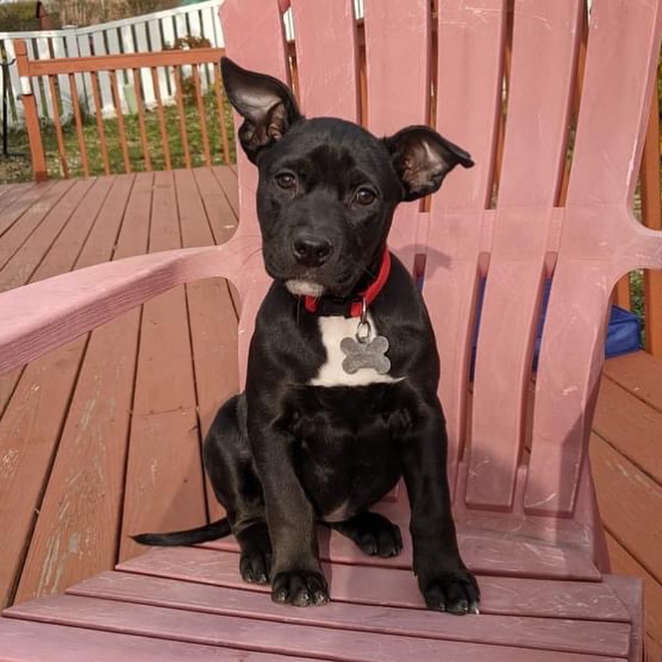 Looking to get a head start on your Thanksgiving feast? Look no further than Pumpkin Pie and Sweet Potato! Both girls are about 10 weeks old, doing great with potty training (they know 'go potty'), love their crates (they know 'kennel'), and get along well with their 2 older resident foster siblings. 

Pumpkin Pie (ears down!) is a happy-go-lucky puppy who acts her age. When her puppy antics get to be too much for her resident siblings, she responds appropriately by backing off. Running around the backyard and playing fetch are two of Pumpkin Pie’s favorite activities.

Sweet Potato (ears up!) loves playing with her sibling Pumpkin Pie and can often be found chasing her around the yard. She's a bit timid of new people and startles easily. She would do best in a home with a fenced yard and canine sibling of her own to help teach her the world is not a scary place.