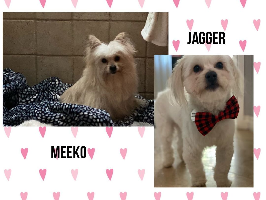 Just got in these 2 male maltese mixes. They are both 1 yrs old.  Owner had to many dogs and these 2 where surrendered to us.  Jagger is neutered and updated on shots and Meeko needs to get neutered and he is updated on shots.  We are looking for a foster or adopter.  Once Meeko is fixed he’ll be available for adoption.  They where kept outside and working on house training.  They are both dog and people friendly. If interested in fostering fill out our foster application if interested in adopting please go to our website and fill out our adoption application www.adoptmerescue.org