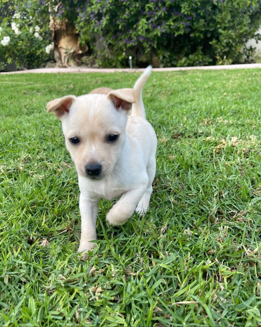 ⚠️ SAMANTHA & STEVE 👋🏻
🧡 Still need a home! 💕

💕 SAMANTHA - 8 week old, female, terrier mix. Expected to be 10-15 lbs fully grown. (Cream Coloring). 

Samantha is the princess of the bunch! She's the first one to be ready to play. She loves toys, to nibble just about anything, and most of all to snuggle. She's not afraid of anything. Even big dogs.  She's petite and precious. 

🧡 STEVE - 8 week old, male, terrier mix. Expected to be 10-15 lbs fully grown. (Brown Coloring). 

Steve is a very sweet boy who's always up for playtime and kisses!  He's got great energy and loves to be held.  He is great with kids and other dogs. 

To apply to adopt Steve or Samantha (or both!) into your home please submit an adoption application on our website! 

📮 WagmorPets.org/Adoption 

🧡👋🏻 Can’t adopt? Help us find these puppies a home by sharing this post with your friends and family! 

🐶 <a target='_blank' href='https://www.instagram.com/explore/tags/wagmorpets/'>#wagmorpets</a> <a target='_blank' href='https://www.instagram.com/explore/tags/puppiesforall/'>#puppiesforall</a> <a target='_blank' href='https://www.instagram.com/explore/tags/puppiesofinstagram/'>#puppiesofinstagram</a> <a target='_blank' href='https://www.instagram.com/explore/tags/terrierpuppy/'>#terrierpuppy</a> <a target='_blank' href='https://www.instagram.com/explore/tags/puppies/'>#puppies</a> <a target='_blank' href='https://www.instagram.com/explore/tags/dogs/'>#dogs</a> 🐶