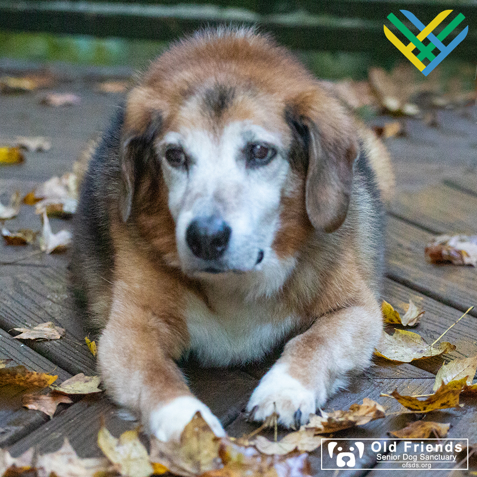 Freddie Mac is pondering whether he should go for a walk or lay down for a nap. Why not both, Freddie? Start with one and follow up with the other! Sounds like a great way to start your day no matter which way you go! <a target='_blank' href='https://www.instagram.com/explore/tags/OFSDS/'>#OFSDS</a> <a target='_blank' href='https://www.instagram.com/explore/tags/OFSDSHomeGang/'>#OFSDSHomeGang</a> <a target='_blank' href='https://www.instagram.com/explore/tags/OFSDSFreddieMac/'>#OFSDSFreddieMac</a> <a target='_blank' href='https://www.instagram.com/explore/tags/SeniorDogs/'>#SeniorDogs</a> <a target='_blank' href='https://www.instagram.com/explore/tags/OFSDSGoodMorning/'>#OFSDSGoodMorning</a>

GivingTuesday is on Tuesday, November 30, and is a global generosity movement! GivingTuesday.org