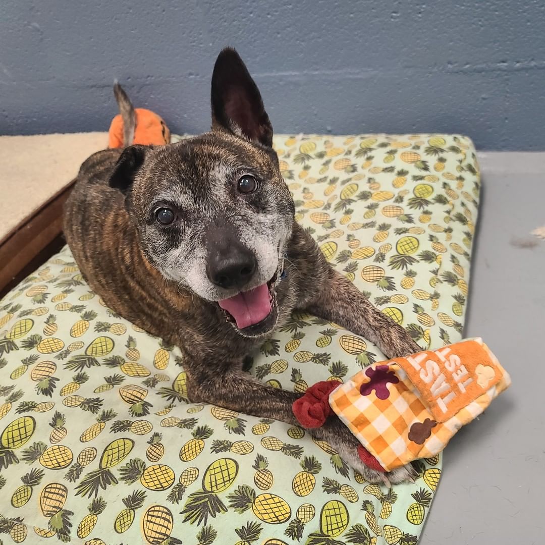 Jacob hopes you have a happy Thanksgiving! 

All LifeLine locations are closed today, but we hope to see you tomorrow when we reopen at 11am for the first day of our Black Friday Bonanza! All adoption fees will be waived and your new best friend is waiting for you! ❤️