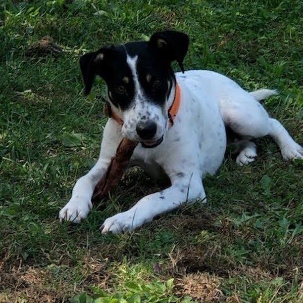 𝗠𝗘𝗘𝗧 𝗧𝗨𝗧𝗧𝗜 𝗙𝗥𝗨𝗧𝗧𝗜!
Tutti Frutti is the adventourous type who loves to explore the outdoors and then come inside to cuddle with her people.  She is about 7 months old and we are guessing she is a Terrier/shepard mix. She's affectionate, playful, and very smart. She just wants to be by her people and loves everyone around her!  Good with kids and dogs, Tutti is ready to find her furever home filled with lots of love and playtime! 

Apply to adopt her ⬇️
https://snarrnortheast.org/adopt/

<a target='_blank' href='https://www.instagram.com/explore/tags/adoptdontshop/'>#adoptdontshop</a> <a target='_blank' href='https://www.instagram.com/explore/tags/rescue/'>#rescue</a> <a target='_blank' href='https://www.instagram.com/explore/tags/animallovers/'>#animallovers</a> <a target='_blank' href='https://www.instagram.com/explore/tags/dog/'>#dog</a> <a target='_blank' href='https://www.instagram.com/explore/tags/love/'>#love</a> <a target='_blank' href='https://www.instagram.com/explore/tags/dogrescue/'>#dogrescue</a> <a target='_blank' href='https://www.instagram.com/explore/tags/rescuedog/'>#rescuedog</a> <a target='_blank' href='https://www.instagram.com/explore/tags/adopt/'>#adopt</a> <a target='_blank' href='https://www.instagram.com/explore/tags/fosteringsaveslives/'>#fosteringsaveslives</a> <a target='_blank' href='https://www.instagram.com/explore/tags/doglover/'>#doglover</a> <a target='_blank' href='https://www.instagram.com/explore/tags/snarrnortheastrescue/'>#snarrnortheastrescue</a> <a target='_blank' href='https://www.instagram.com/explore/tags/givinghopetothehopeless/'>#givinghopetothehopeless</a> <a target='_blank' href='https://www.instagram.com/explore/tags/secondchances/'>#secondchances</a>