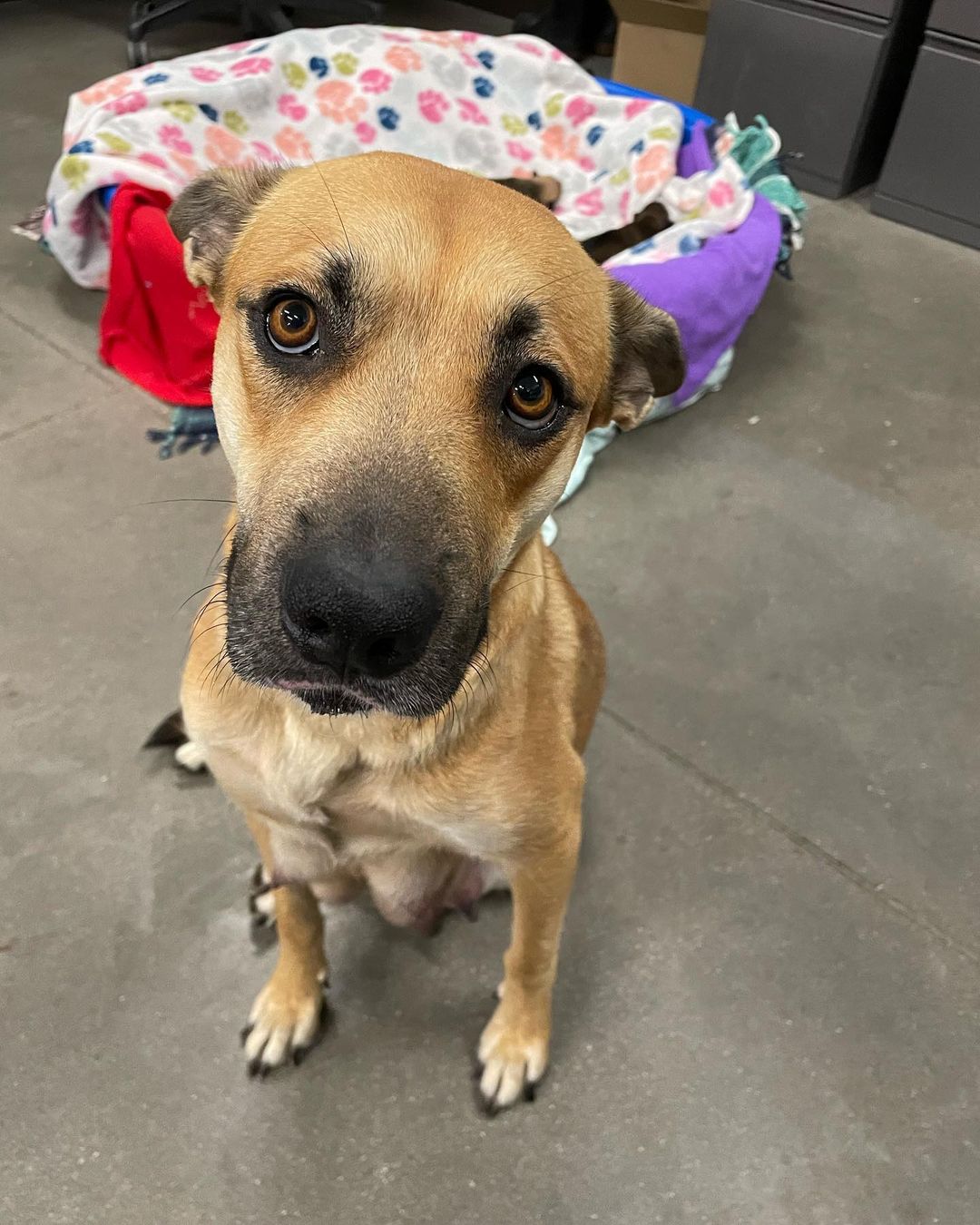 Brownie A756860 is the best momma we have ever seen. She had 11 puppies in an office here at the shelter, and now she is looking to upgrade to a home. 

She house-trained very quickly and will ask you to take her out to potty. Brownie also takes VERY good care of her babies, so all you’d have to do is feed her and keep their bedding clean. 

The family has been in the office for over a week, and it’s no place for fragile puppies. If you foster, we can provide all the needed supplies. 

Interested? Just stop by the shelter any time we are open! Pima.gov/foster