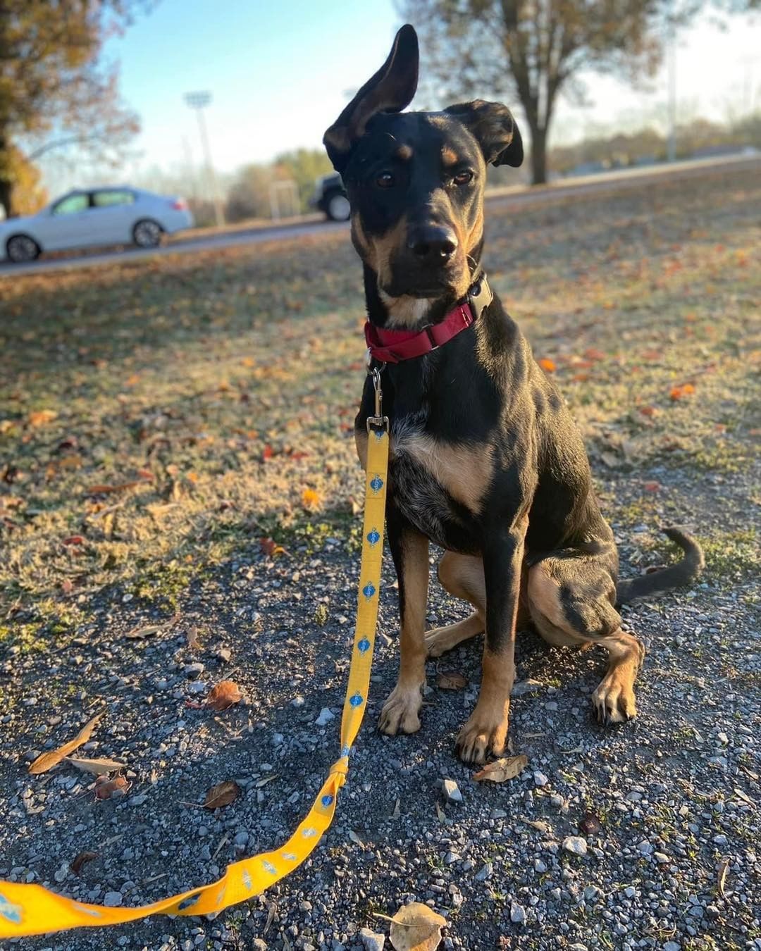 Our adoption center will be open today from 11am-3pm. All of our cats and many of our dogs are still enjoying their holiday foster time. However, a few dogs (like Loki) are at the shelter and keeping their ears open for a family to adopt. ❤️ <a target='_blank' href='https://www.instagram.com/explore/tags/franklintn/'>#franklintn</a> <a target='_blank' href='https://www.instagram.com/explore/tags/williamsoncountytn/'>#williamsoncountytn</a> <a target='_blank' href='https://www.instagram.com/explore/tags/brentwoodtn/'>#brentwoodtn</a> <a target='_blank' href='https://www.instagram.com/explore/tags/nolensvilletn/'>#nolensvilletn</a> <a target='_blank' href='https://www.instagram.com/explore/tags/fairviewtn/'>#fairviewtn</a> <a target='_blank' href='https://www.instagram.com/explore/tags/springhilltn/'>#springhilltn</a> <a target='_blank' href='https://www.instagram.com/explore/tags/thompsonstationtn/'>#thompsonstationtn</a>