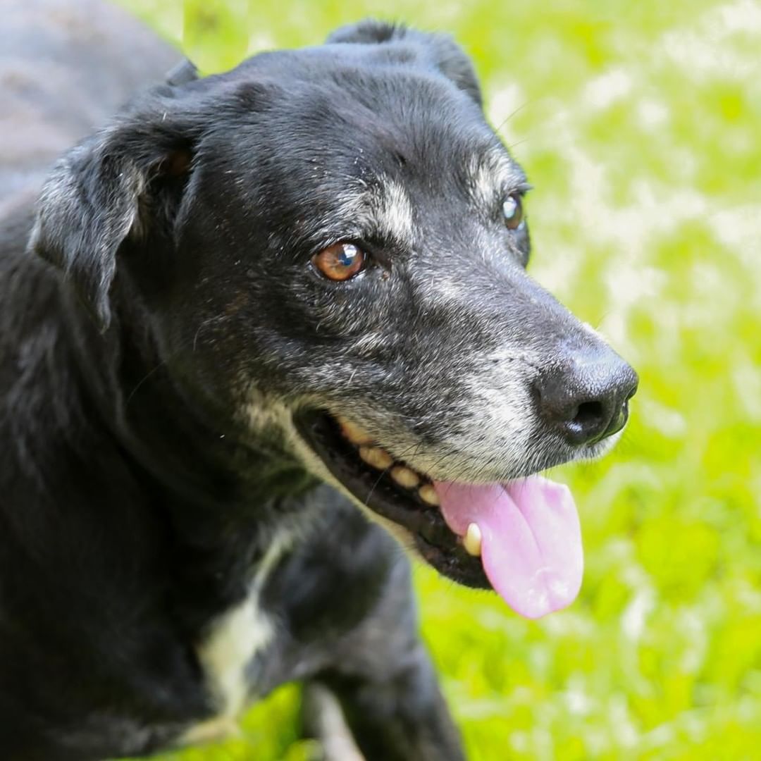 Last chance to adopt a senior love for only $7 in honor of Adopt A Senior Pet Month! 

Benefits of adopting a senior:
1. They are already trained and well-behaved, compared to a younger pet who might eat your shoes. 

2. They love snuggles and naps, and are generally more chill.

3. The satisfaction of adopting a senior pet is likely to be greater because you know you're truly saving its life. 

Through the end of November, adopt a senior for $7!

<a target='_blank' href='https://www.instagram.com/explore/tags/adoptaseniorpetmonth/'>#adoptaseniorpetmonth</a> <a target='_blank' href='https://www.instagram.com/explore/tags/adopt/'>#adopt</a> <a target='_blank' href='https://www.instagram.com/explore/tags/adoptseniors/'>#adoptseniors</a>