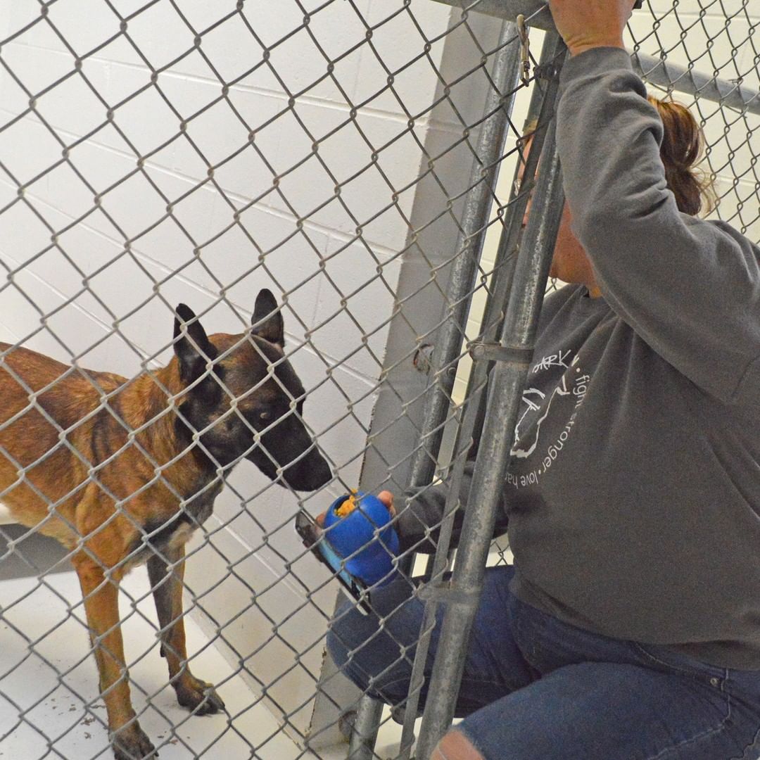 A BIG thank you to Bark Nation for stopping by our shelter with a bunch of yummy stuffed Kongs for a special Thanksgiving treat for our shelter pups!  They loved the tasty treat, and they will definitely enjoy playing with their Kongs afterward! 

They also brought us another very special delivery.  Riddle, a three-and-a-half year old Belgian Malinois, was brought to our shelter for the chance to find a new loving family up north. Riddle has been in their care for nearly two years due to an ongoing cruelty investigation.  This special girl will likely be available for adoption next week, so stay tuned for details! 

From all of us to all of you, we wish you a safe and peaceful Thanksgiving! 
<a target='_blank' href='https://www.instagram.com/explore/tags/KONGsgiving2021/'>#KONGsgiving2021</a> <a target='_blank' href='https://www.instagram.com/explore/tags/barknation/'>#barknation</a>