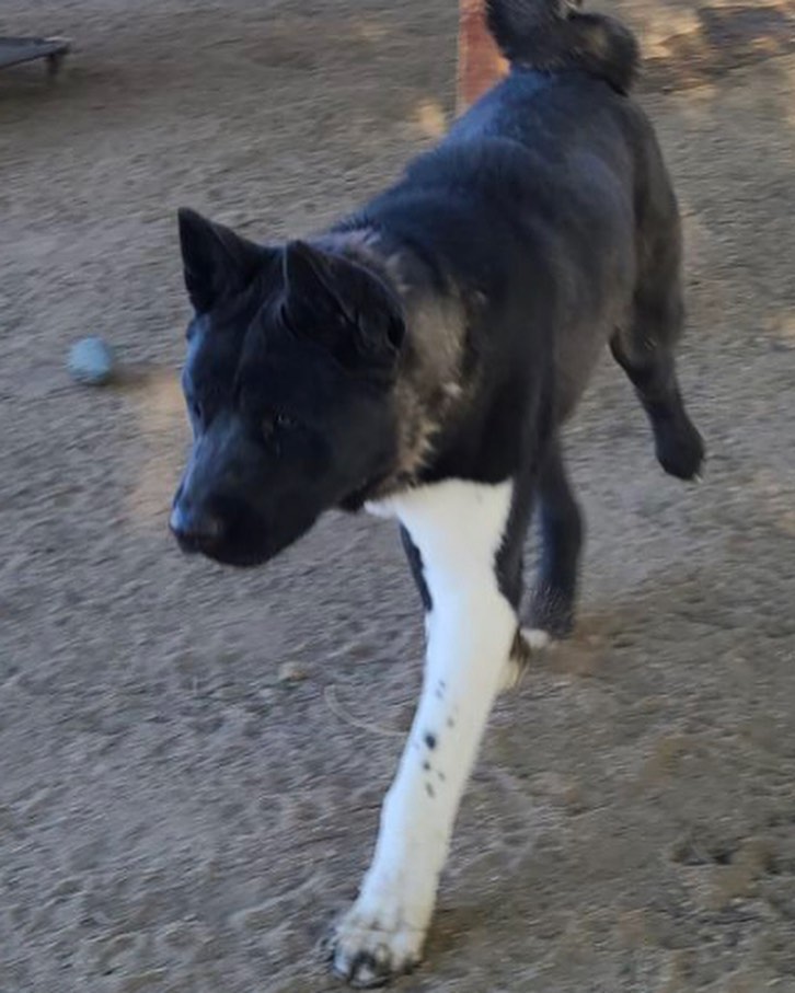 💙Poor Zander was turned in at the night drop at the Yucca Valley shelter. He weighs about 85lbs.  He plays 