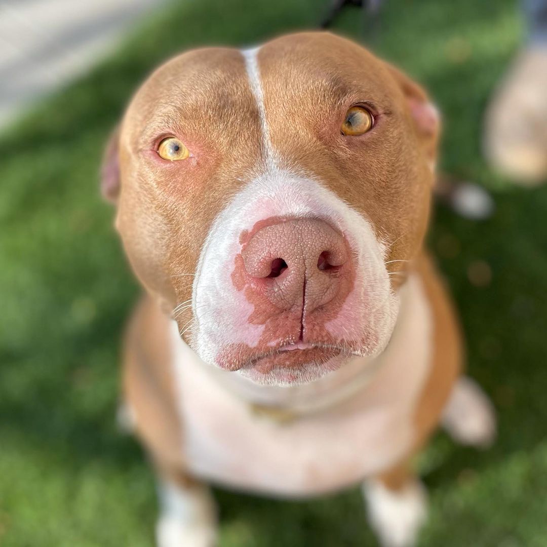 The many faces of adorable Alexis! Alexis is out at Petsmart River Park today hoping to find her happily ever after! She’s spayed and ready to go home today and let me tell you how amazing this adorable 4 year old Pit Bull is! She’s house and crate trained and good with little and big dogs! She’s also good with young and older kids and loves people and all their snuggles! She walks perfectly on a leash and knows basic commands! Come adopt her today! Contact (559)267-3607 with any questions!