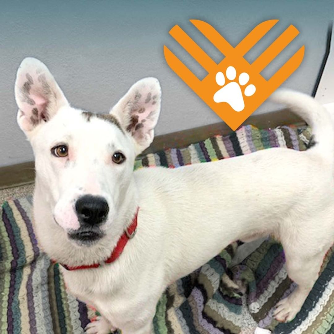 You don’t have to wait until Tuesday to make your <a target='_blank' href='https://www.instagram.com/explore/tags/GivingTuesday/'>#GivingTuesday</a> gift! Special needs dogs like Frankie, who was deaf and surrendered to an overcrowded shelter before finding safety at PAWS, need your help. Your GivingTuesday gift of $54 will allow dogs and cats like Frankie to get the help they need so they can find their forever homes. You can make a gift at paws.org/givingtuesday (link in bio) – thank you for your support!